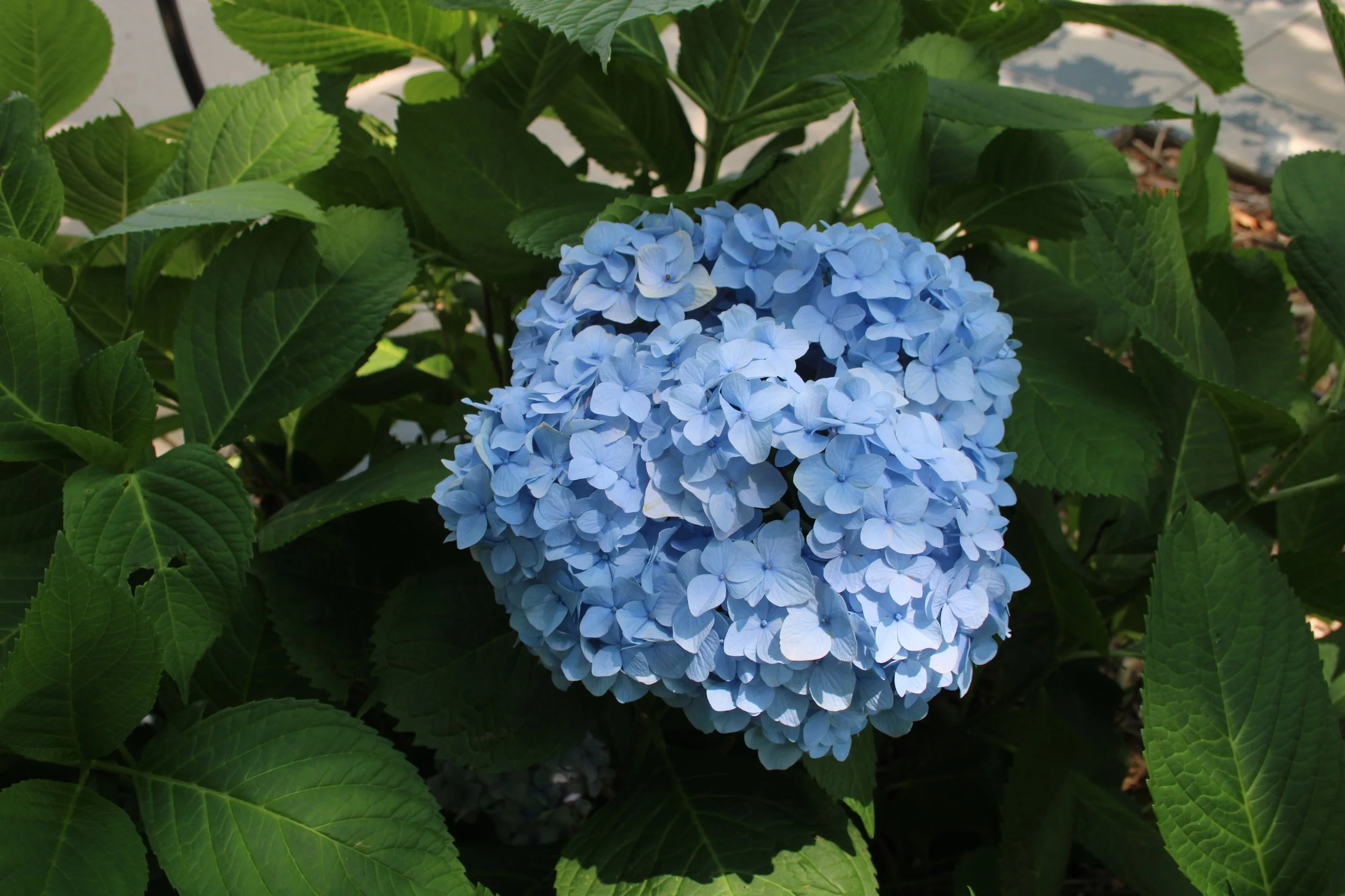 3-91 REP Hydrangea macrophylla Blue SCC.JPG