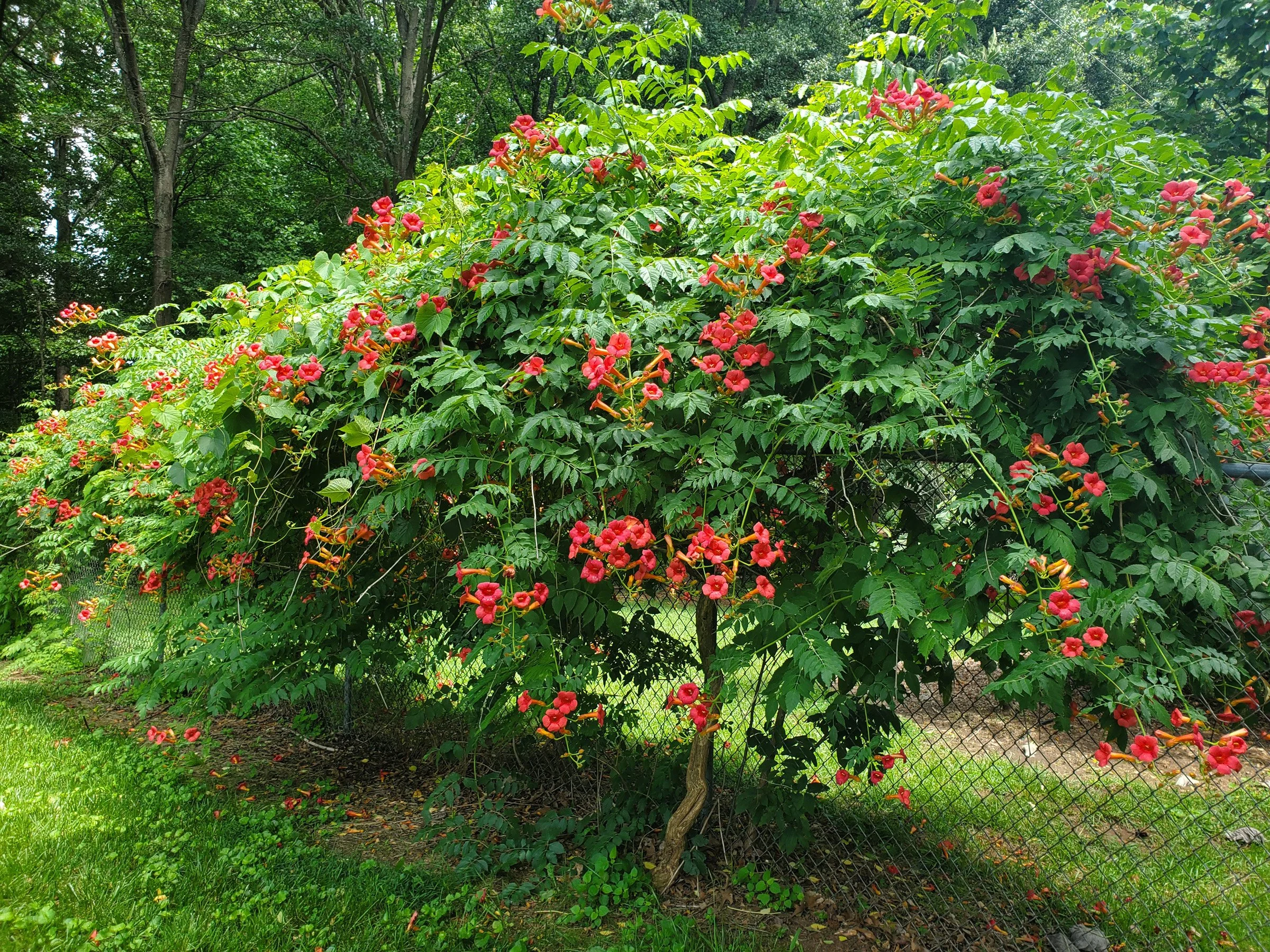 3-184 Campsis on chain link at SCCol.jpg
