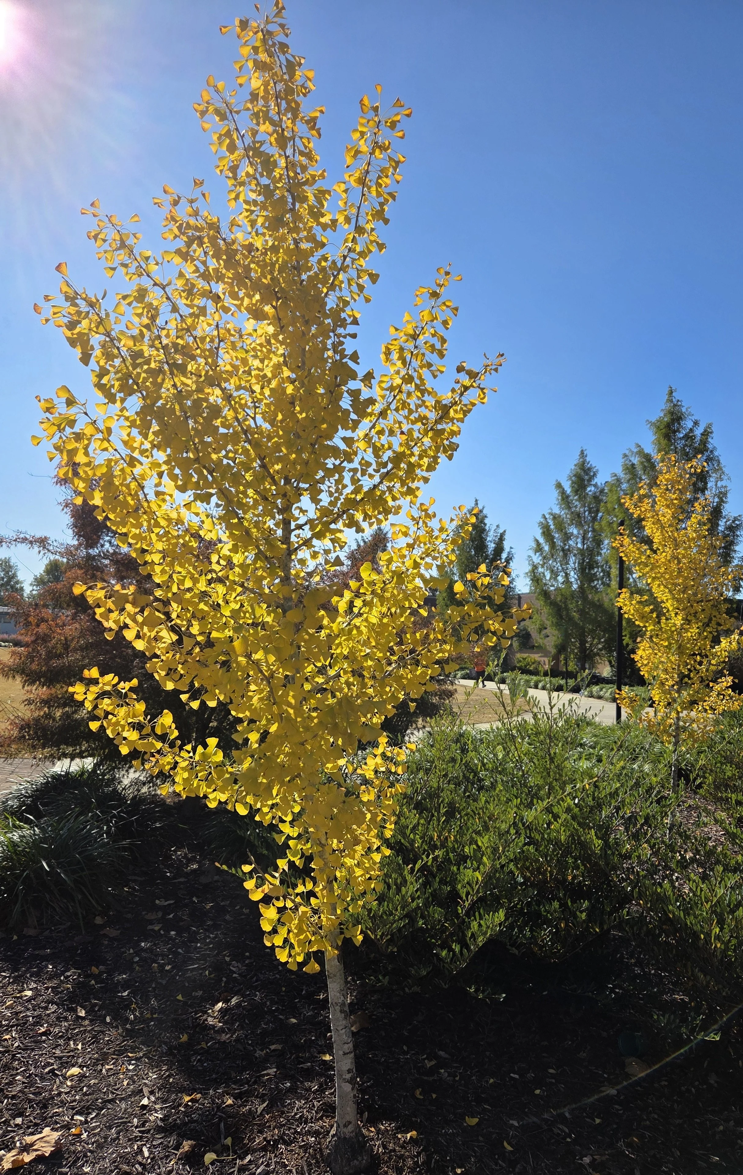 3-204 REP Ginkgo at SCC.jpg