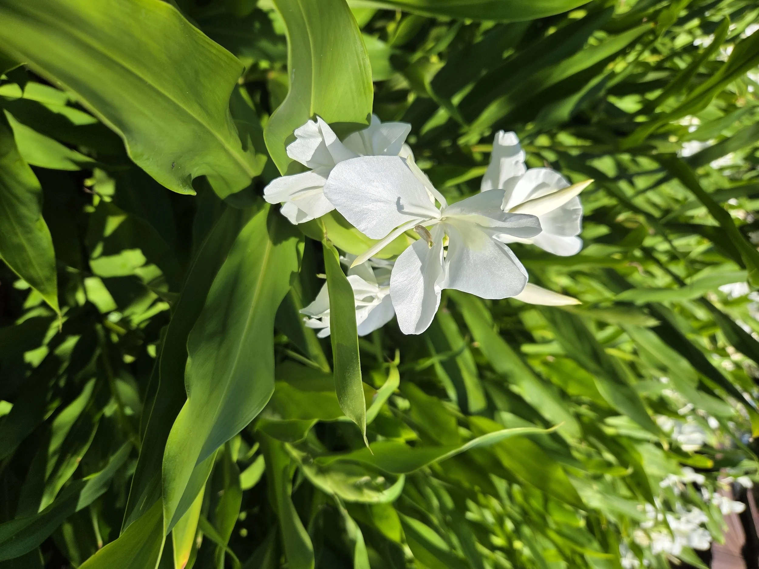 3-243 REP Hedychium at SCC.jpg