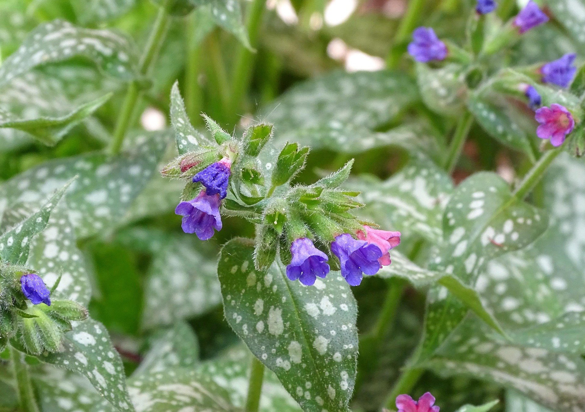 Pretty Pulmonaria