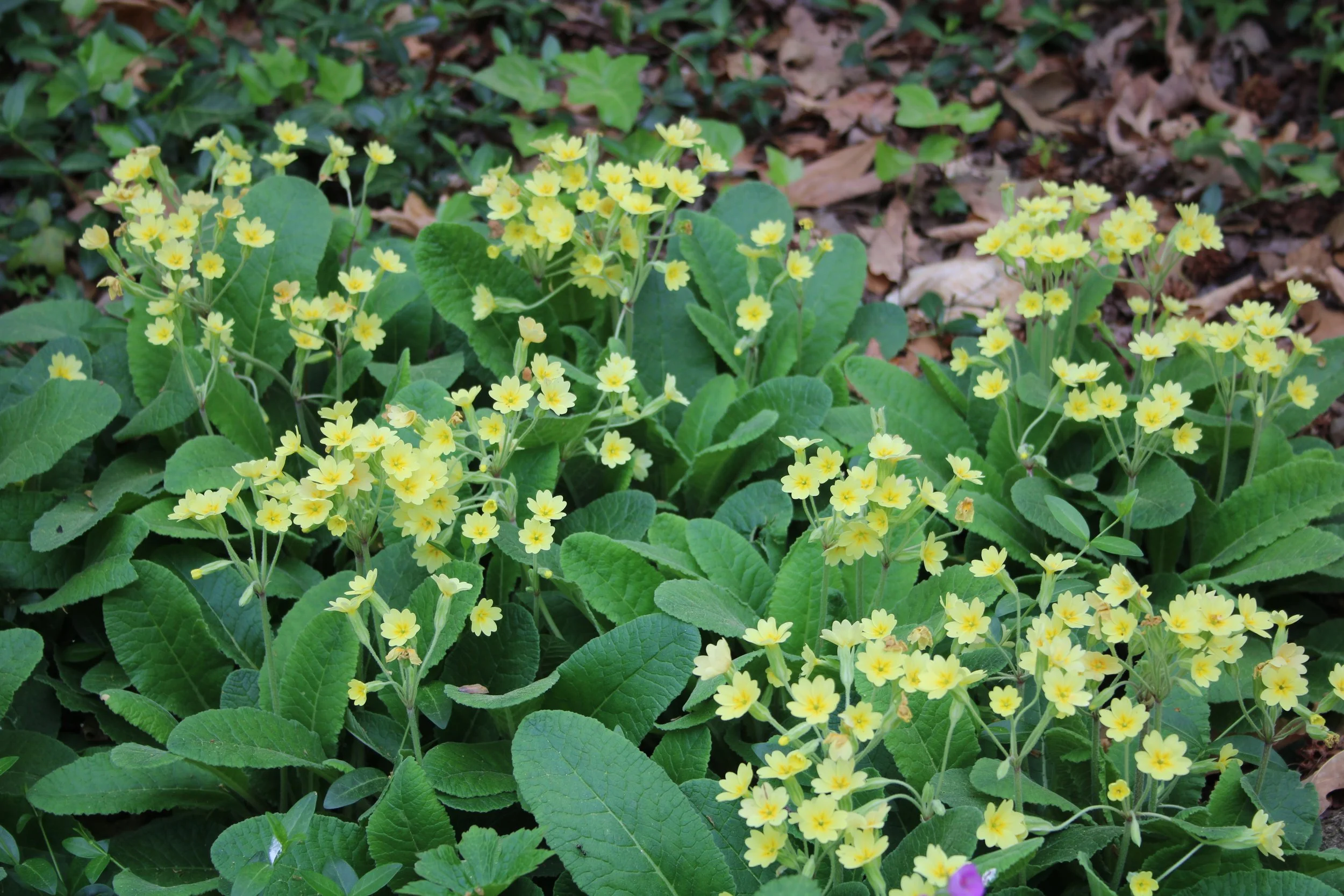3-51 ALT Primula Yellow Primrose 1 HGWP.JPG