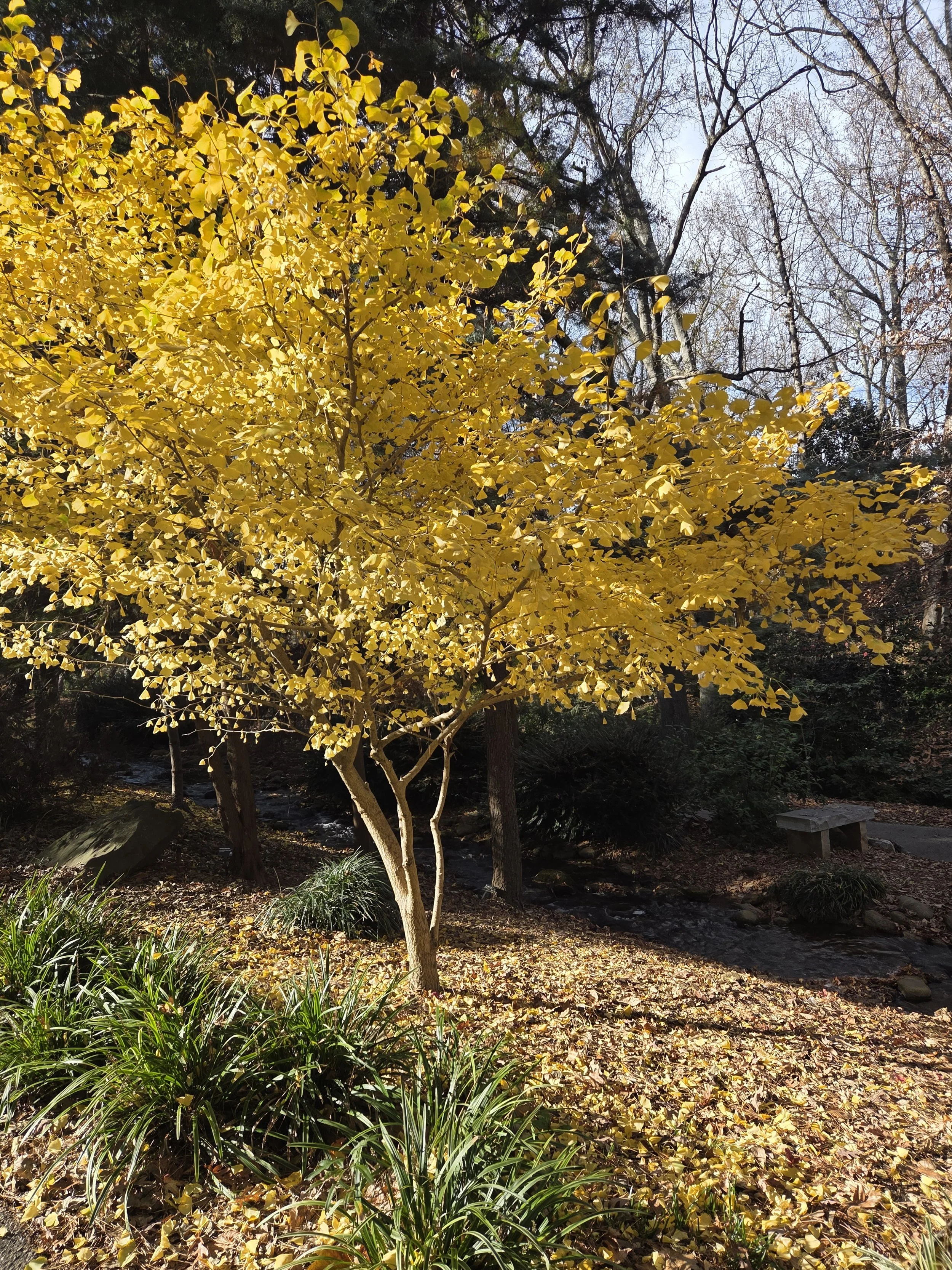 3-204 REP2 Ginkgo at HGWP.jpg