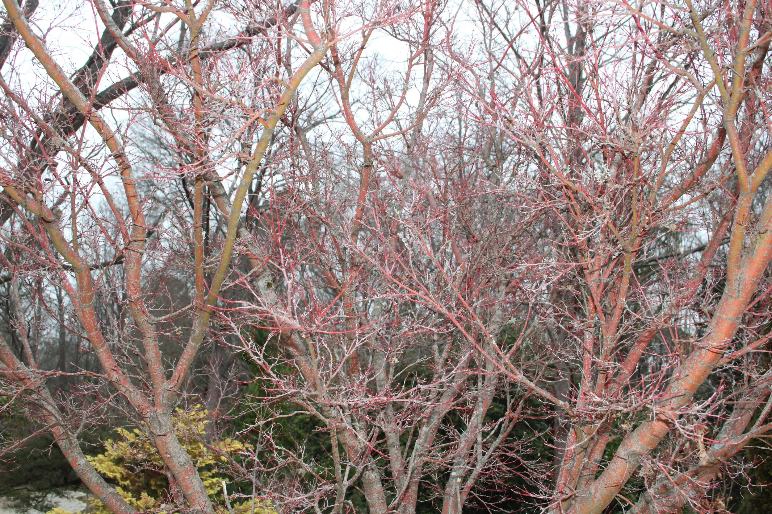 3-249 Acer Sango kaku HGWP 2025.JPG
