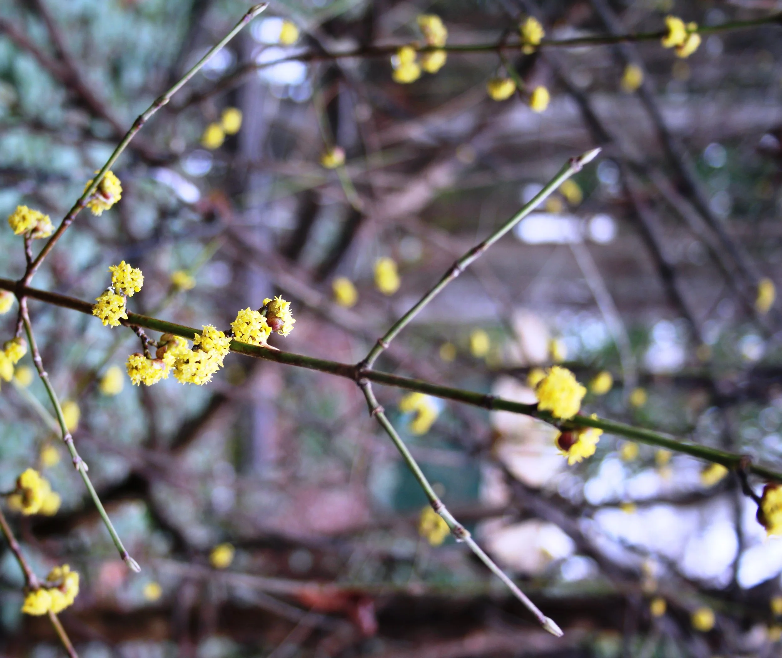 3-250 REP2 Cornus mas bloom HGWP.JPG