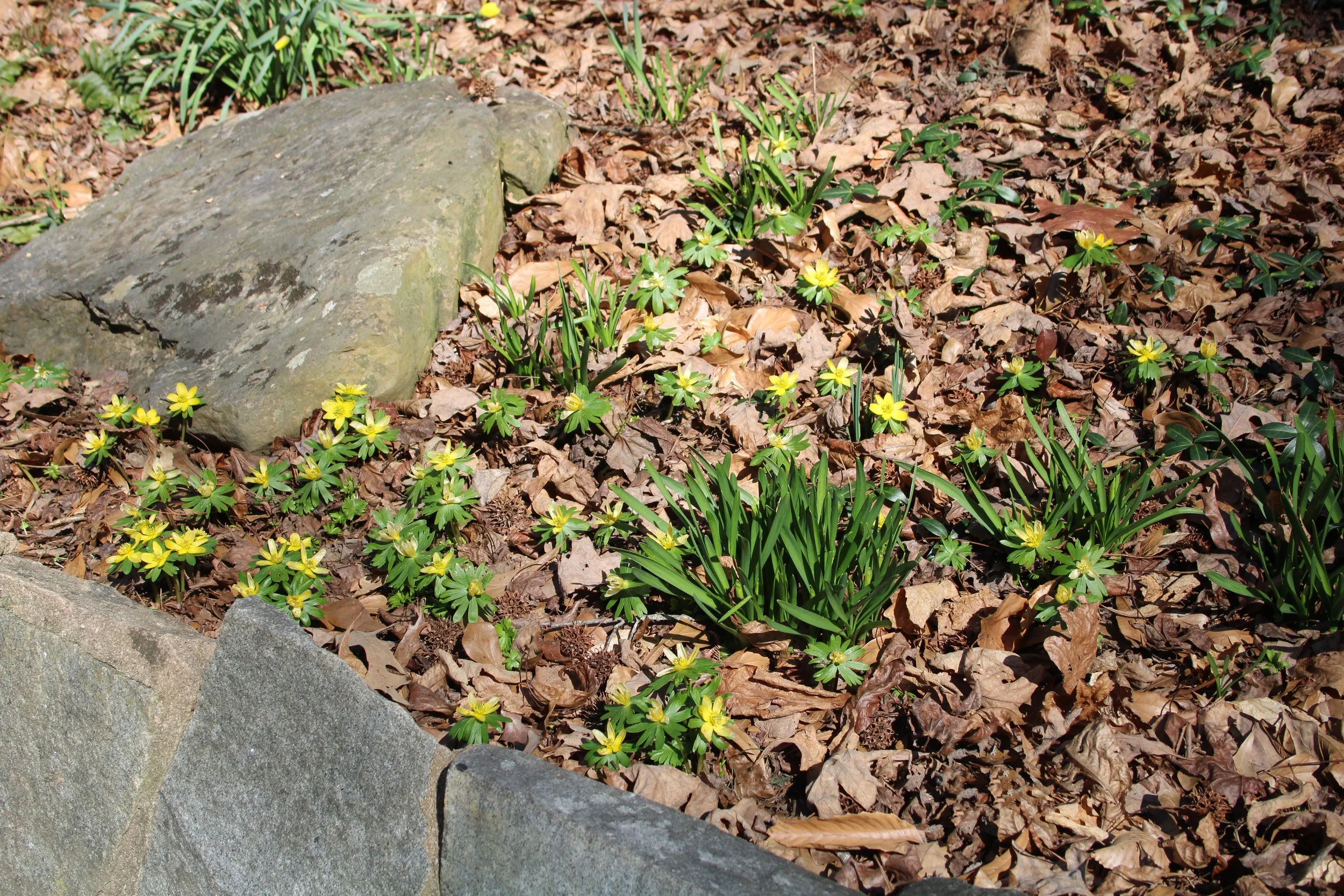 3-277 REP Winter aconite HGWP 2026.JPG