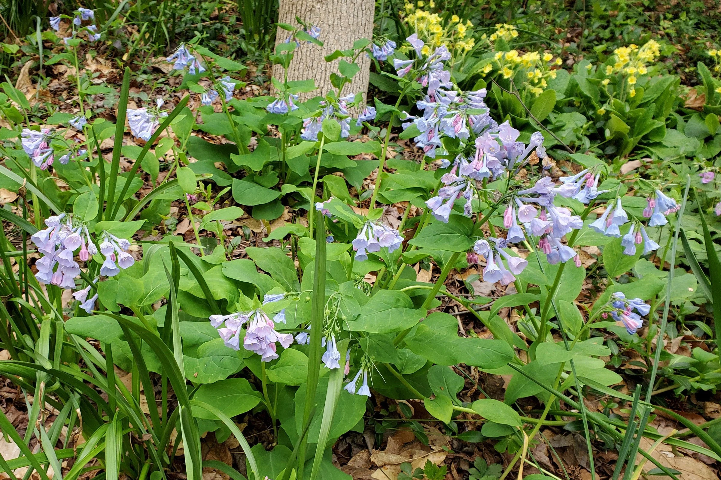 3-49 Mertsensia Primrose 1.jpg