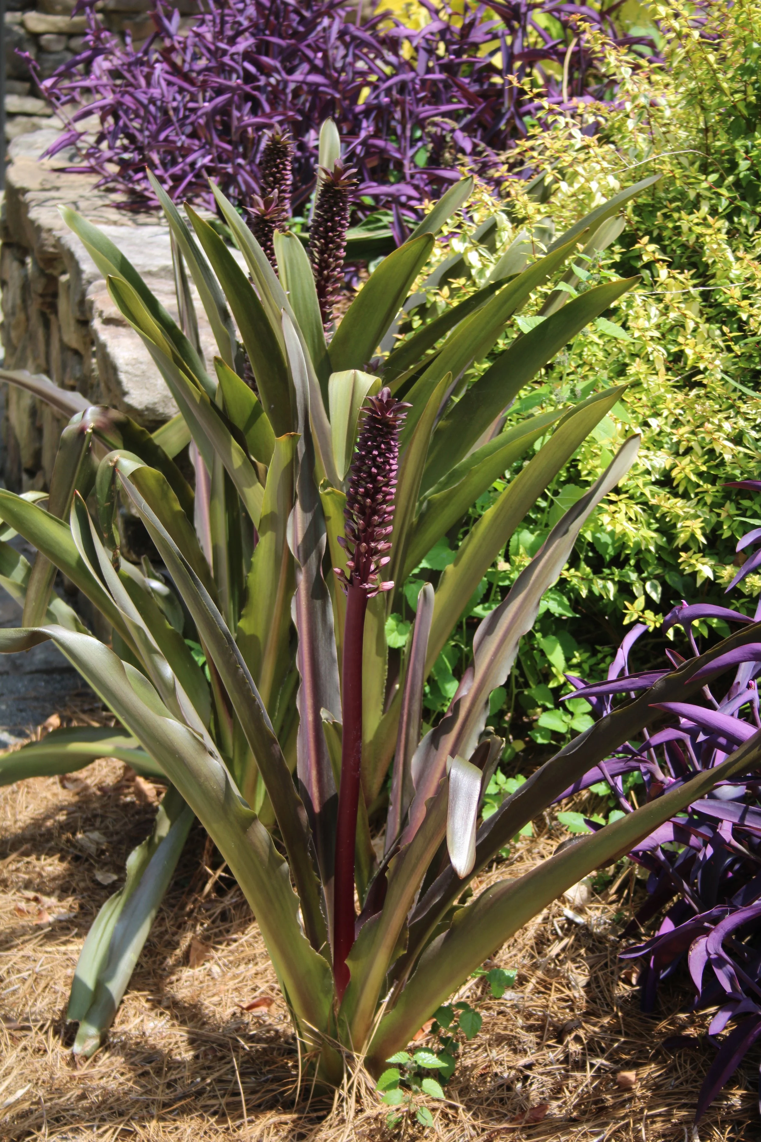 3-177 ALT Eucomis.JPG