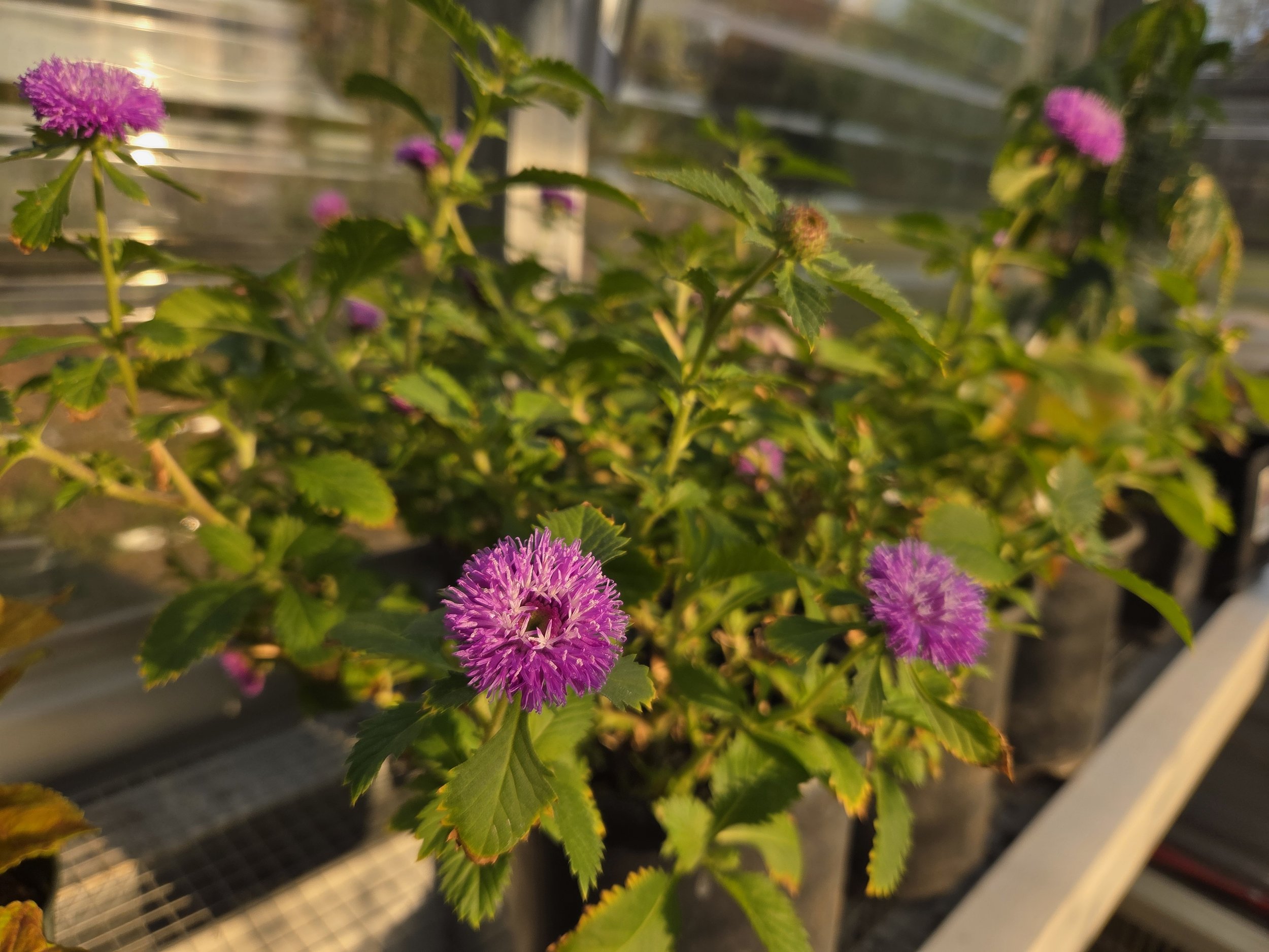 New to Me: Centrantherum, Lark Daisy