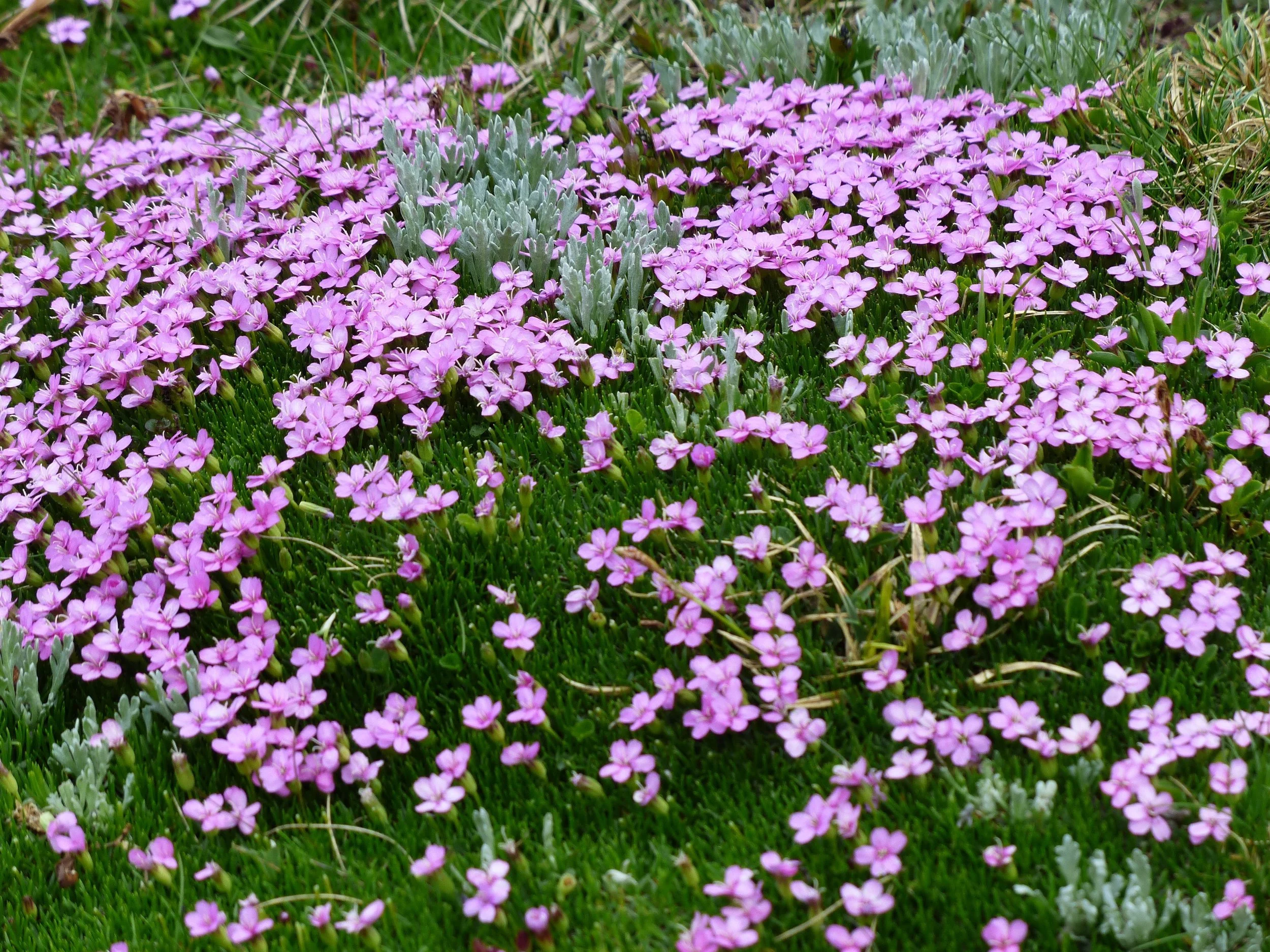 Silene, "Catchfly," a Native Winner