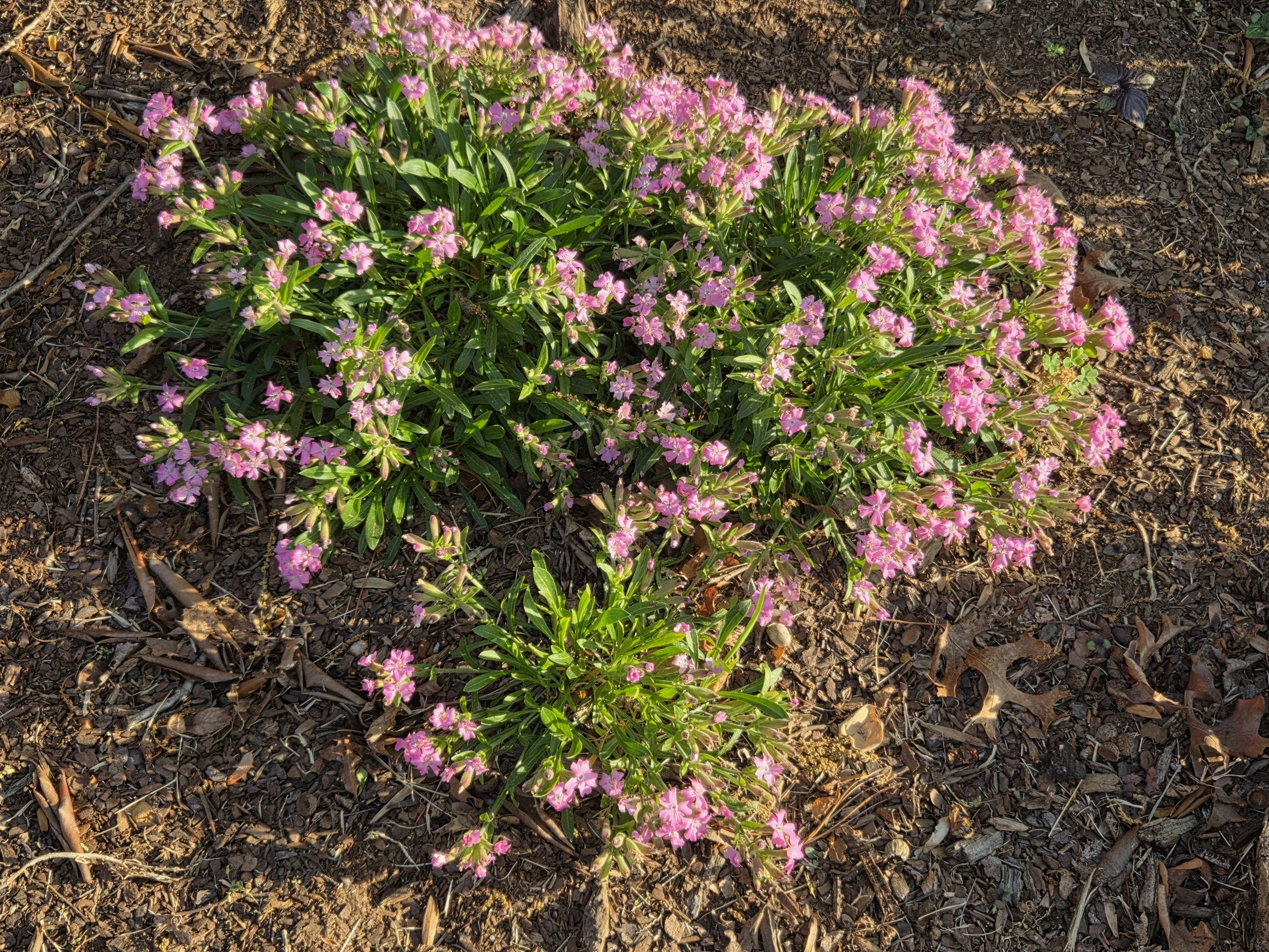 Silene in flower