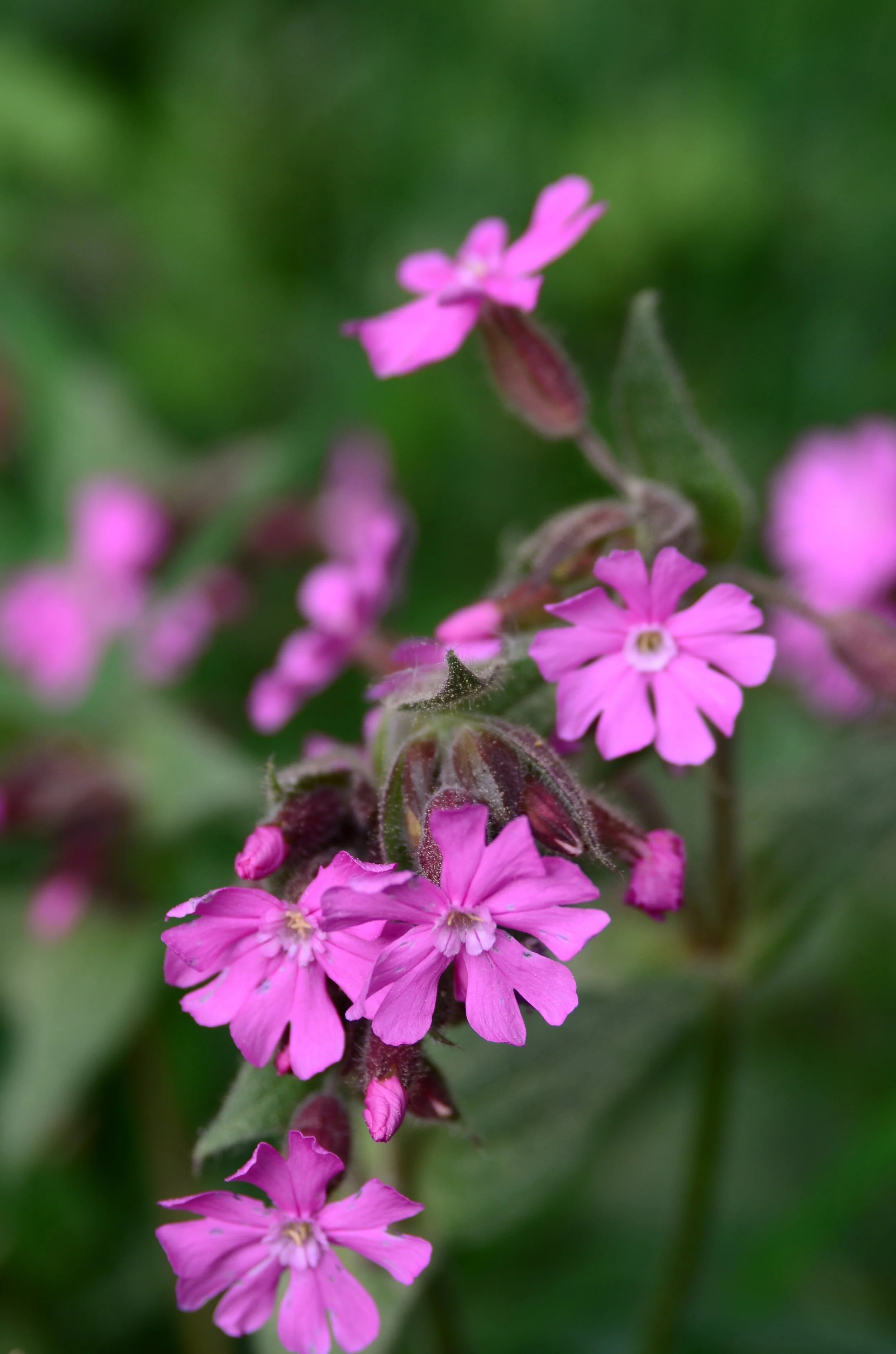 Silene flower closeup