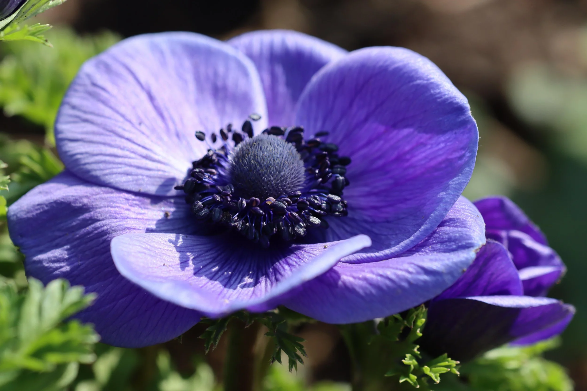 Anemones for Spring and Fall