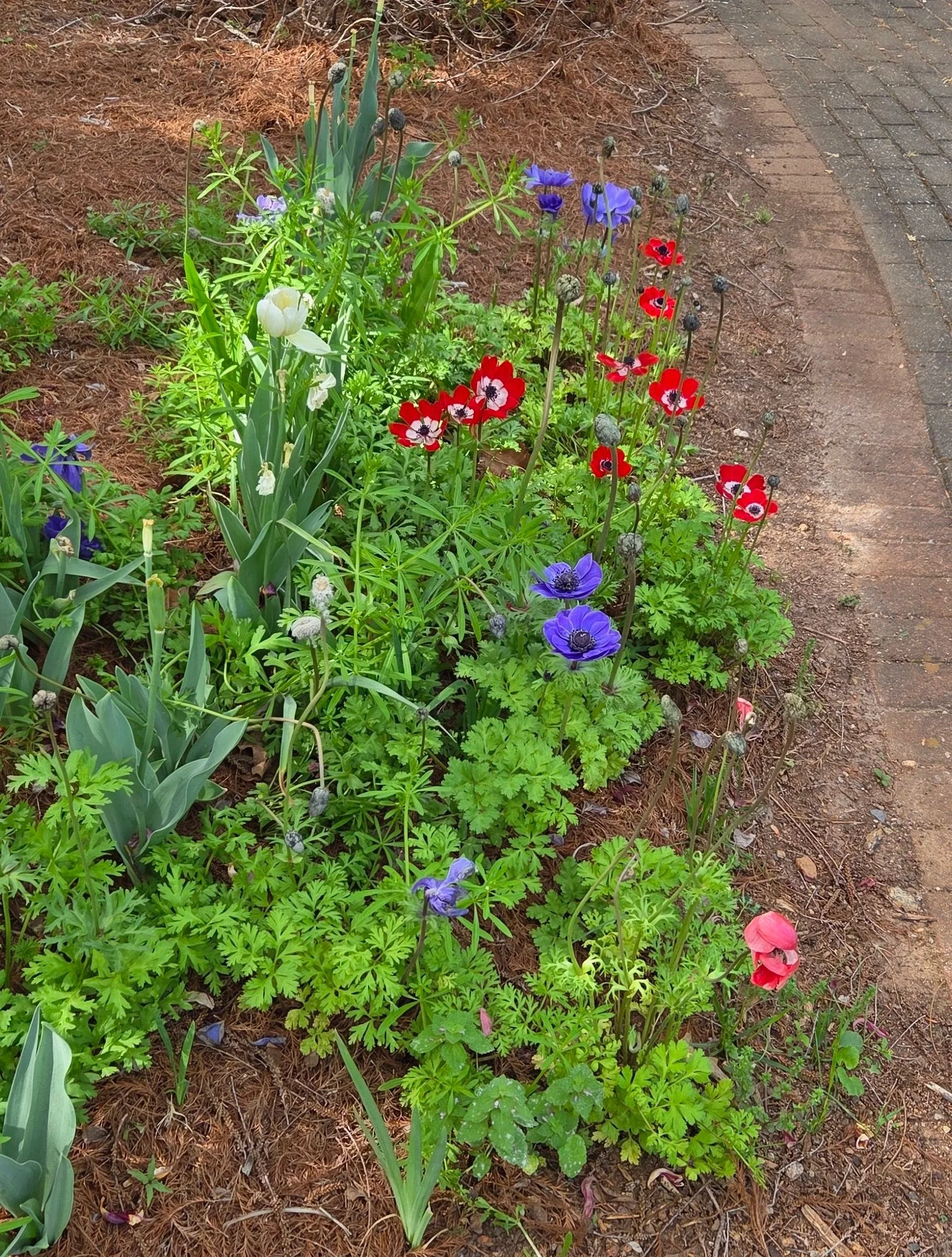 Anemone flowers outlast daffodils, tulips