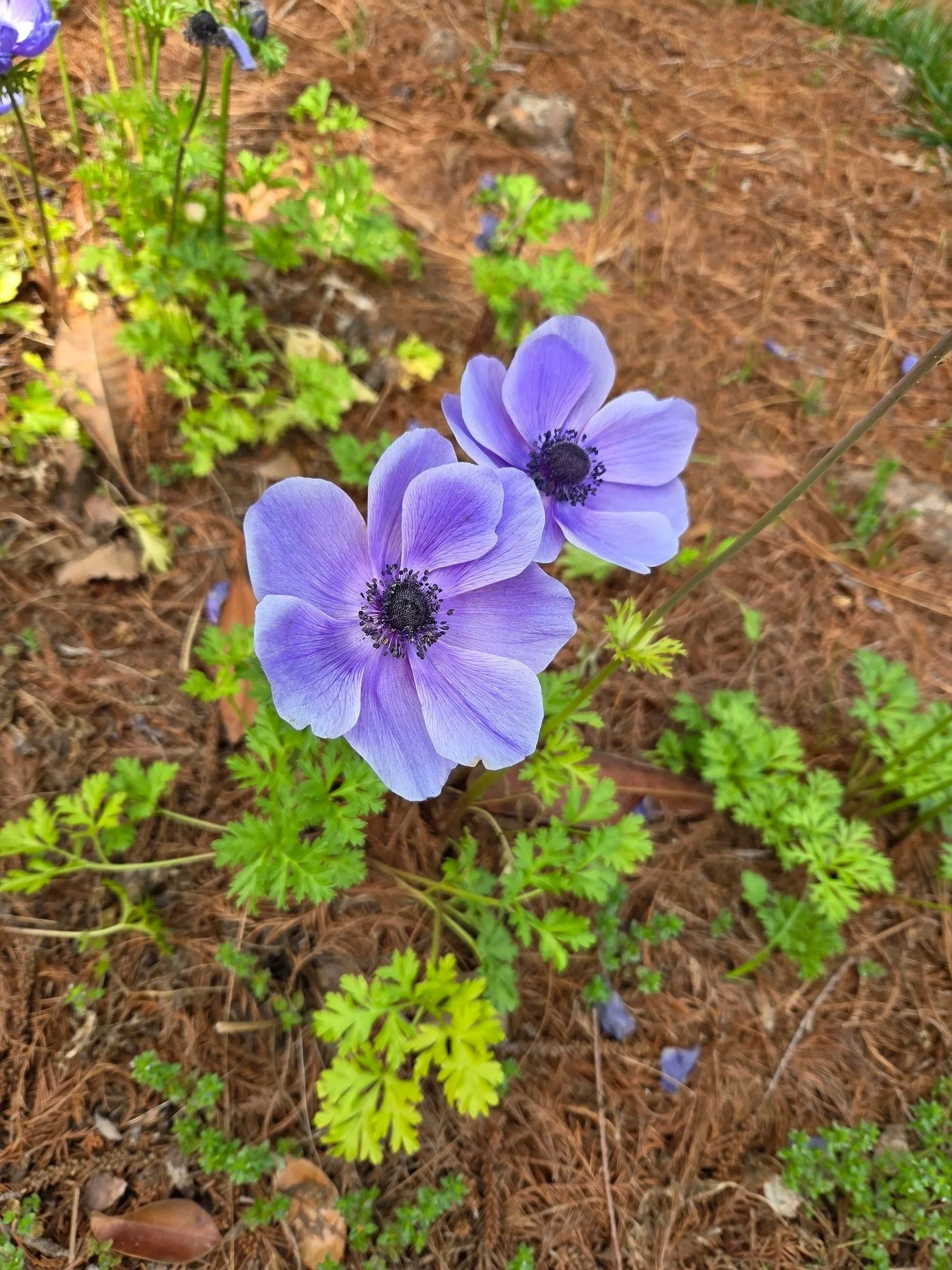 Anemone has ferny foliage