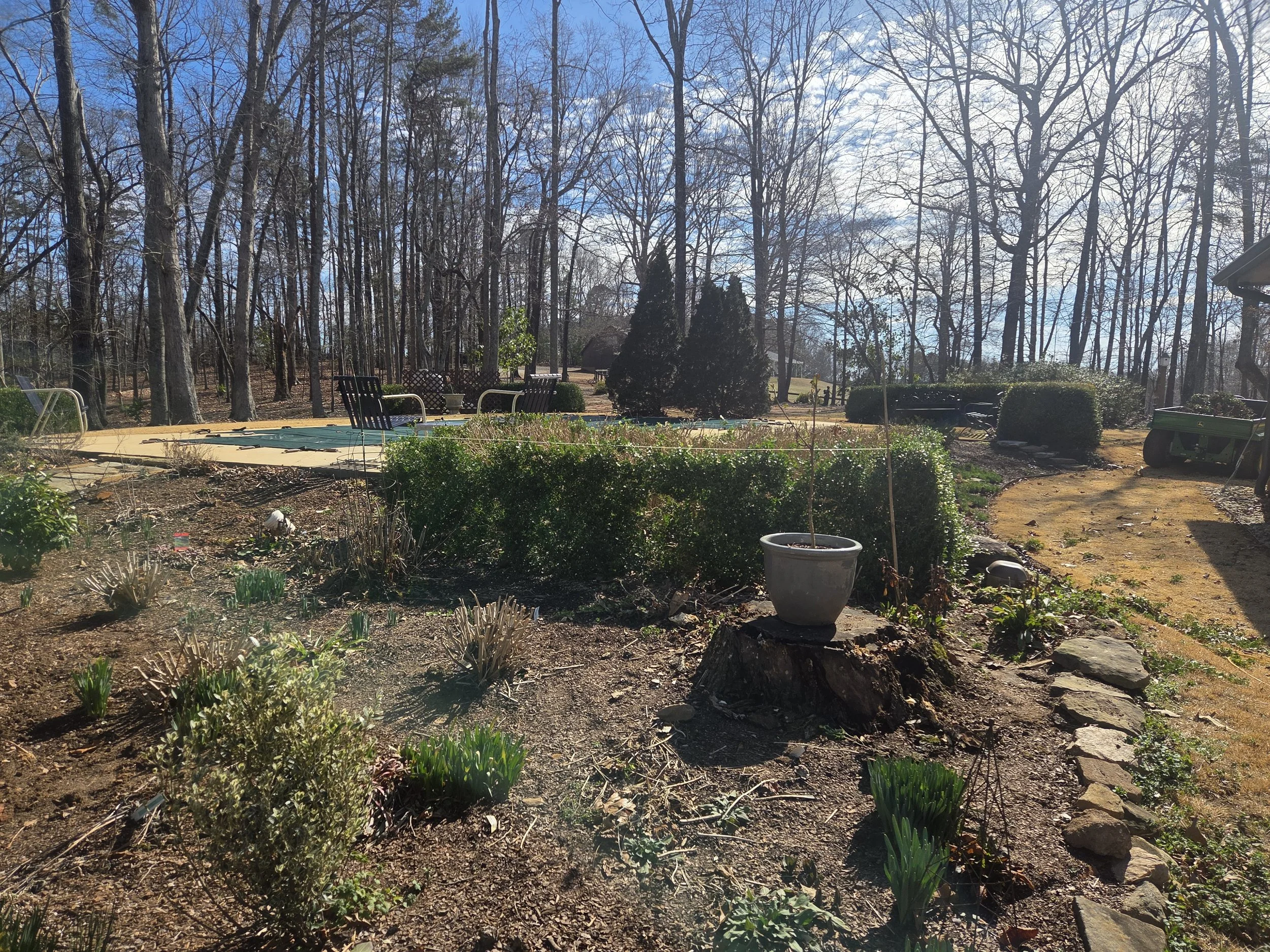 Boxwood after all cuts
