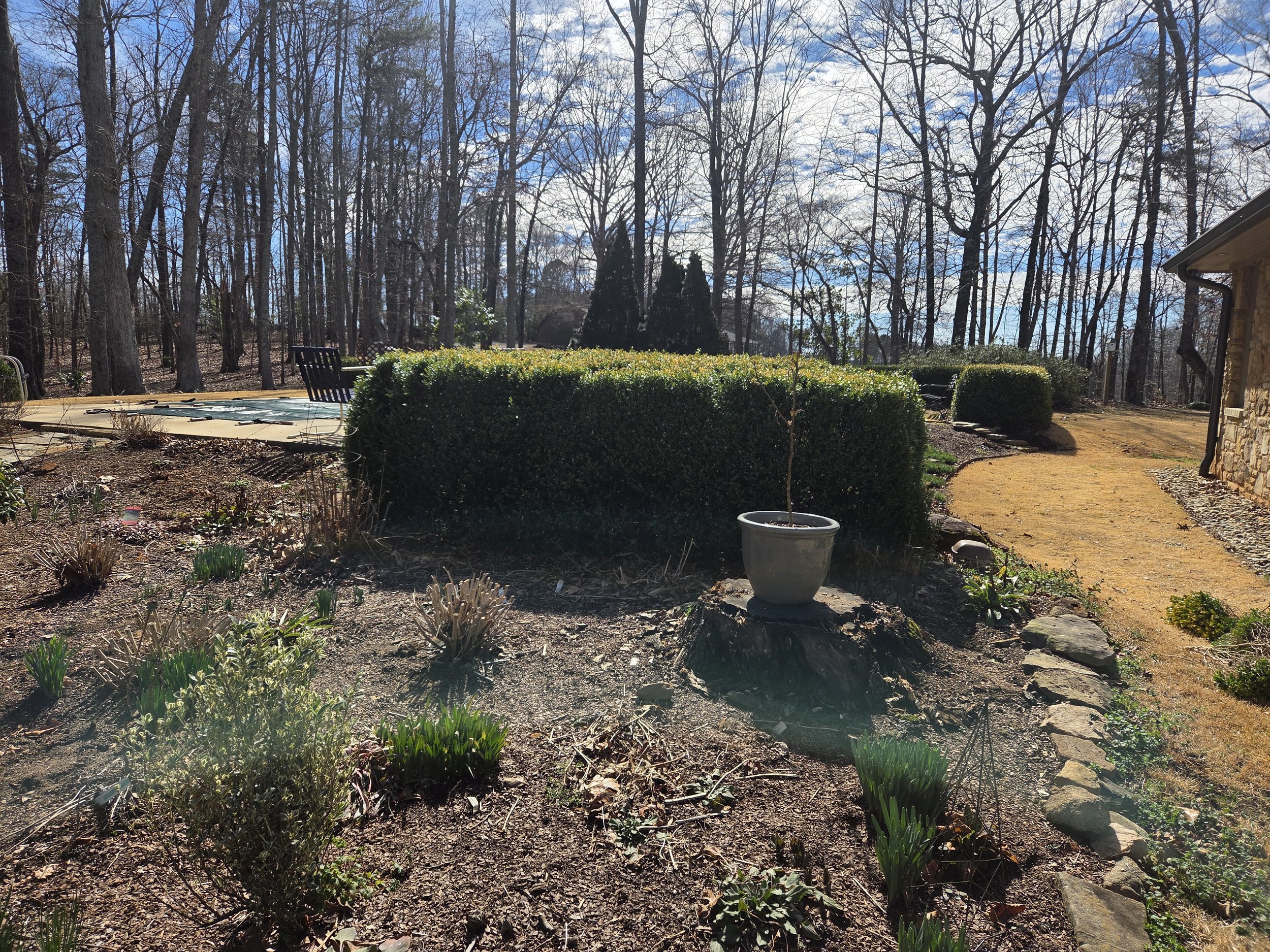 Boxwood hedge before cutback
