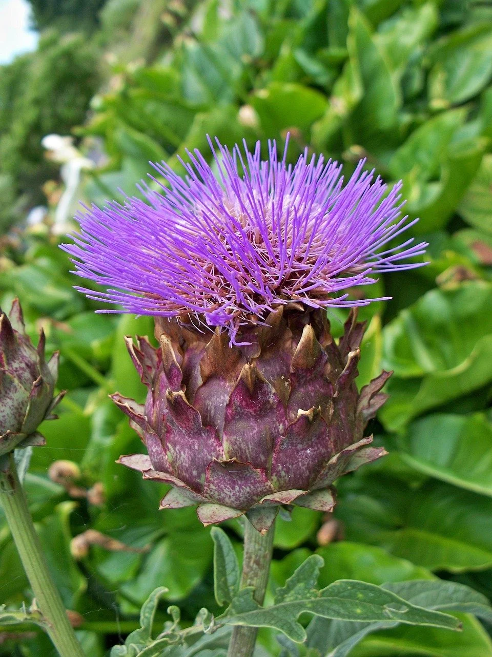 Cardoon: Friend or Foe?