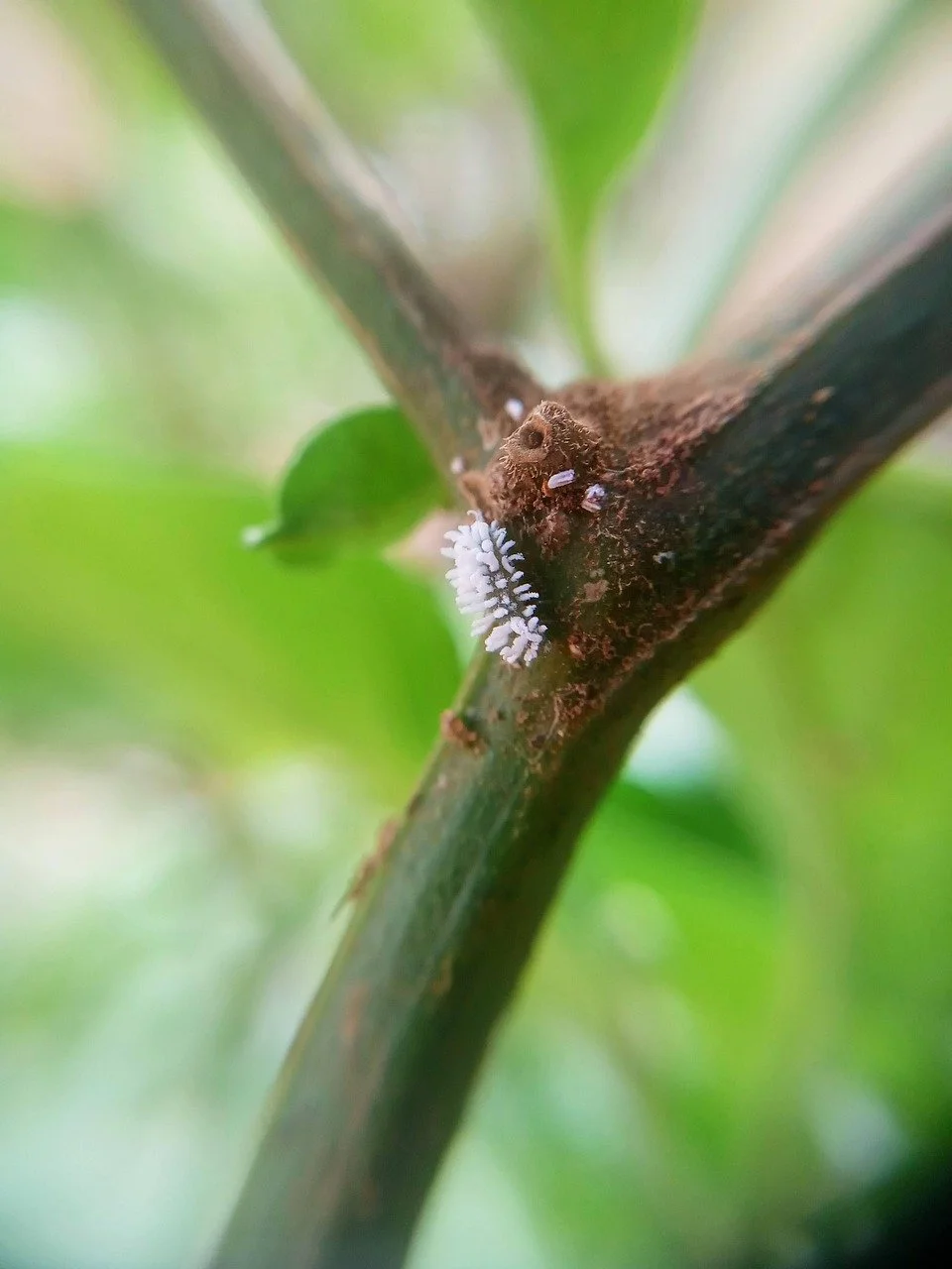 How to Get Rid of Mealybugs Before They Destroy Your Plants