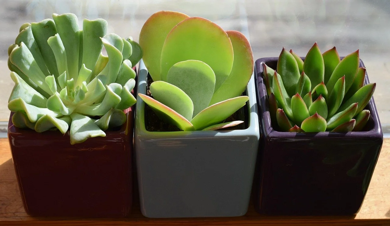 Drought-Tolerant Container Gardens:  Succulents Are The Way to Go