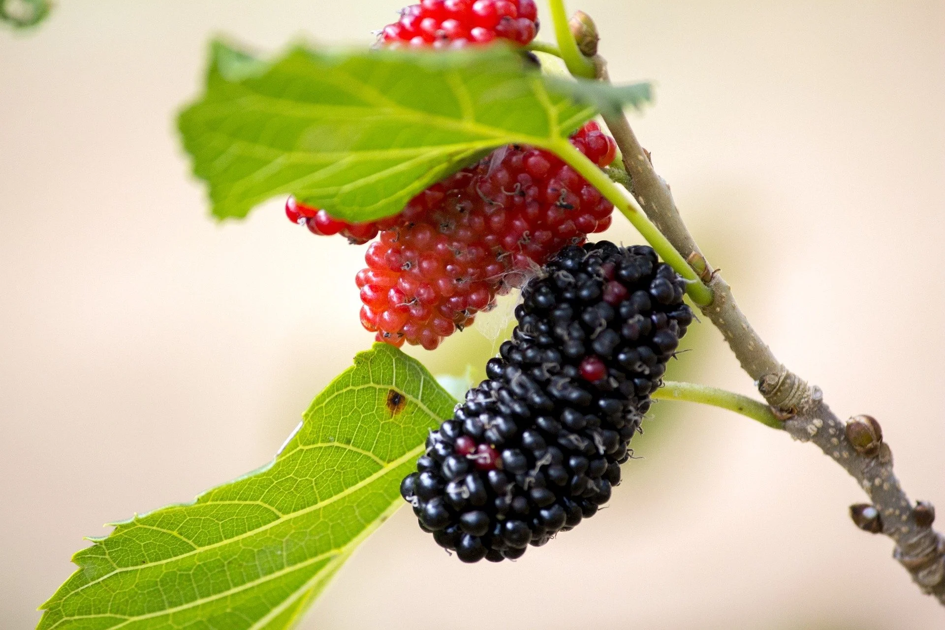 Growing Blackberries in Your Home Garden