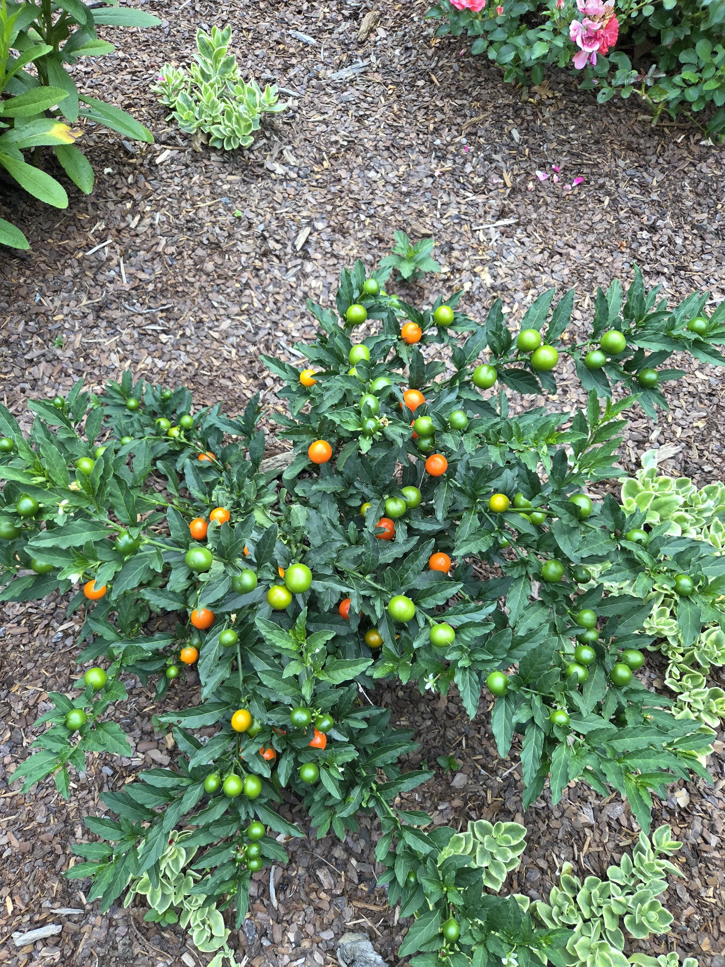 Jerusalem Cherry: Beautiful but Toxic to People and Pets