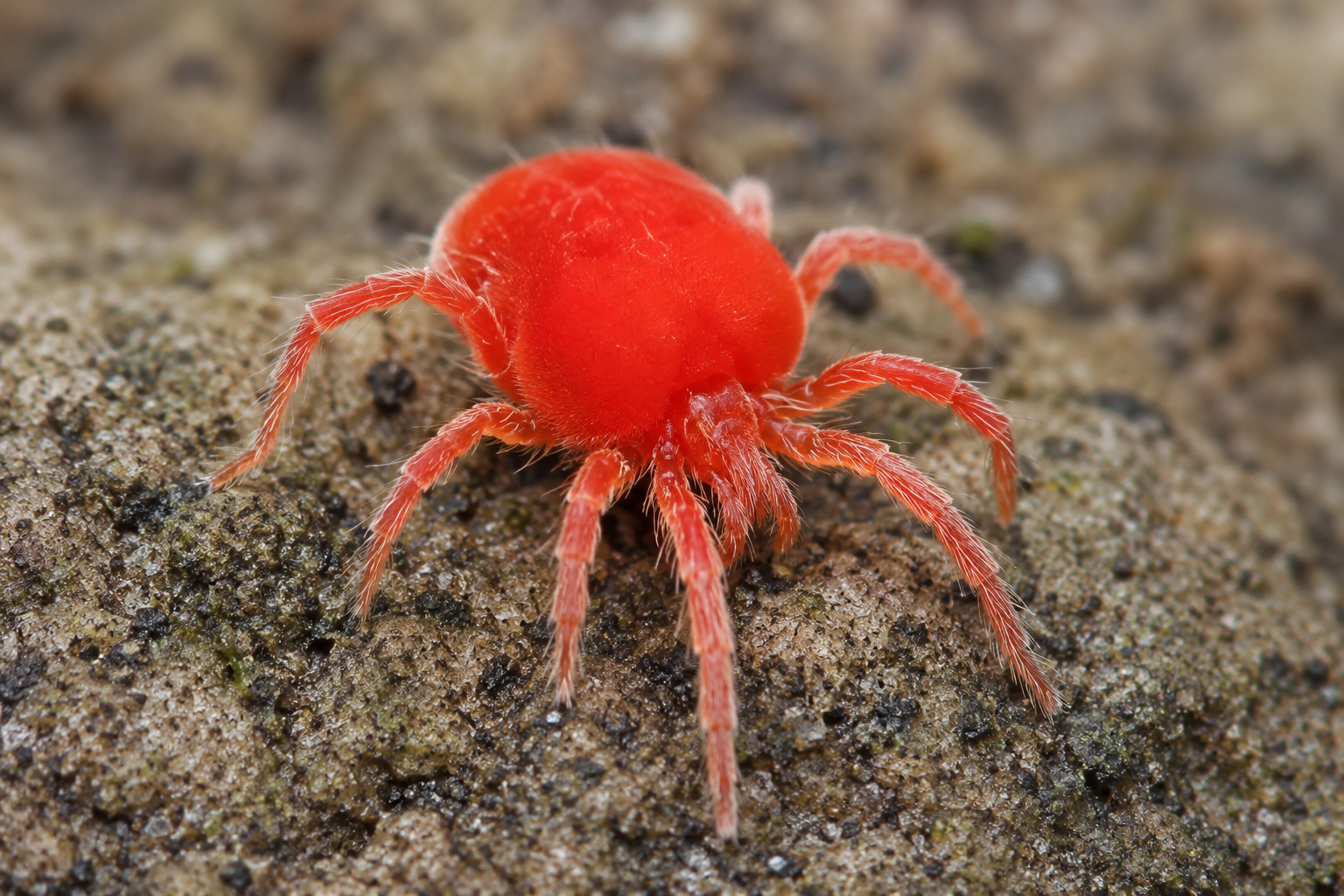 Chigger Bites - How to prevent them and what NOT to do