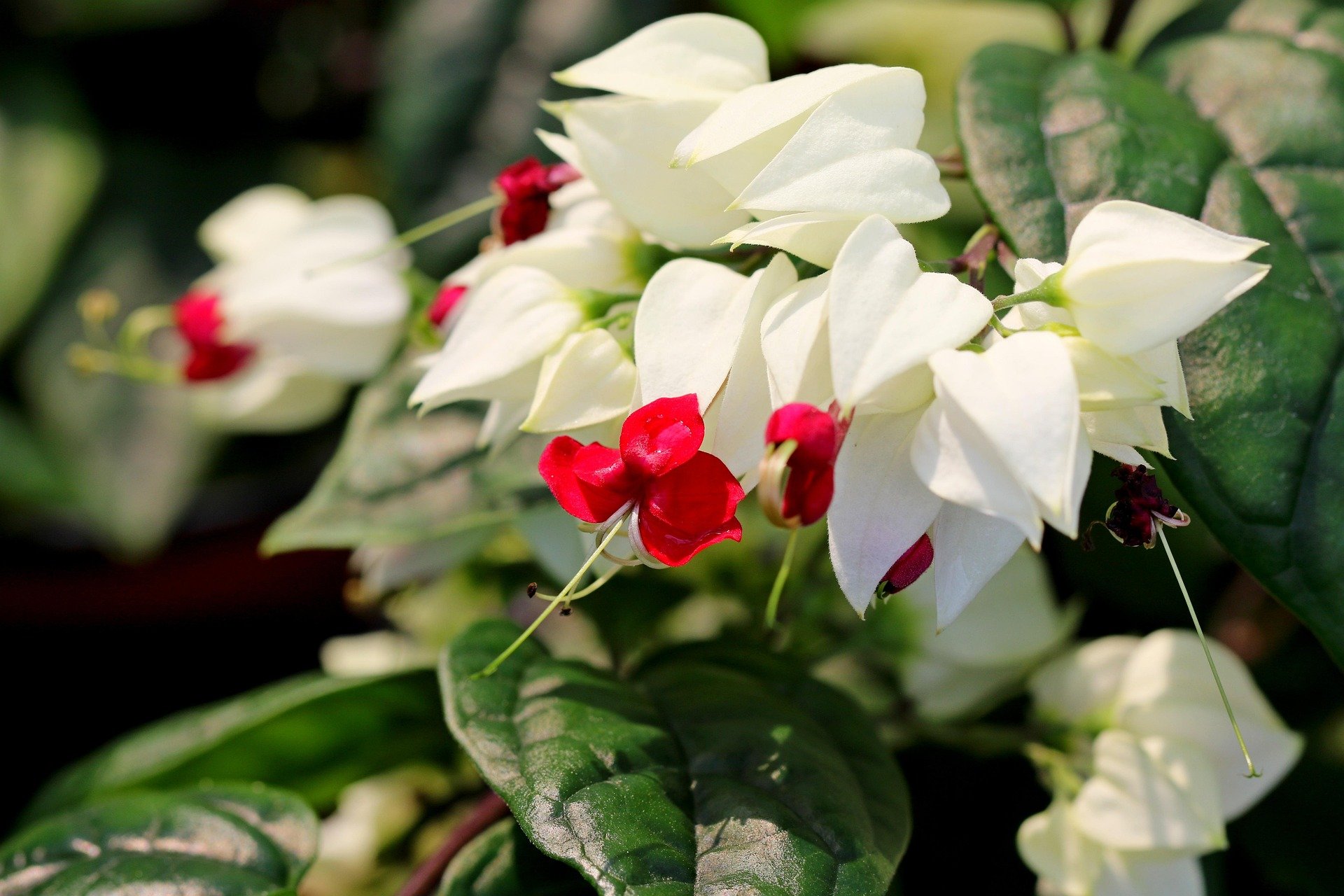 Bleeding Heart Vine: A Tropical Beauty That Thrives in Southern Gardens