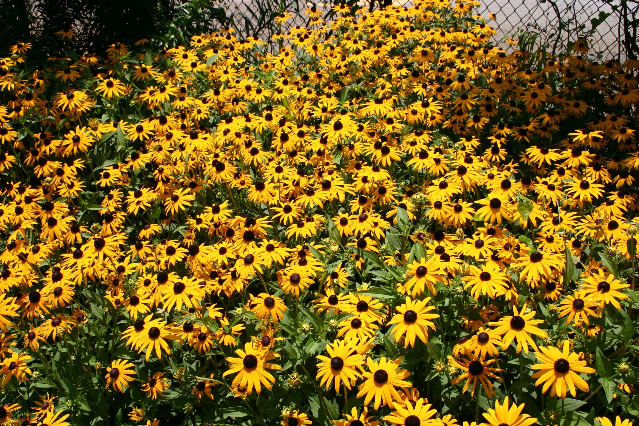 Rudbeckia triloba spreads readily, with seedlings appearing in neighboring beds, gravel walkways, and even in the lawn.
