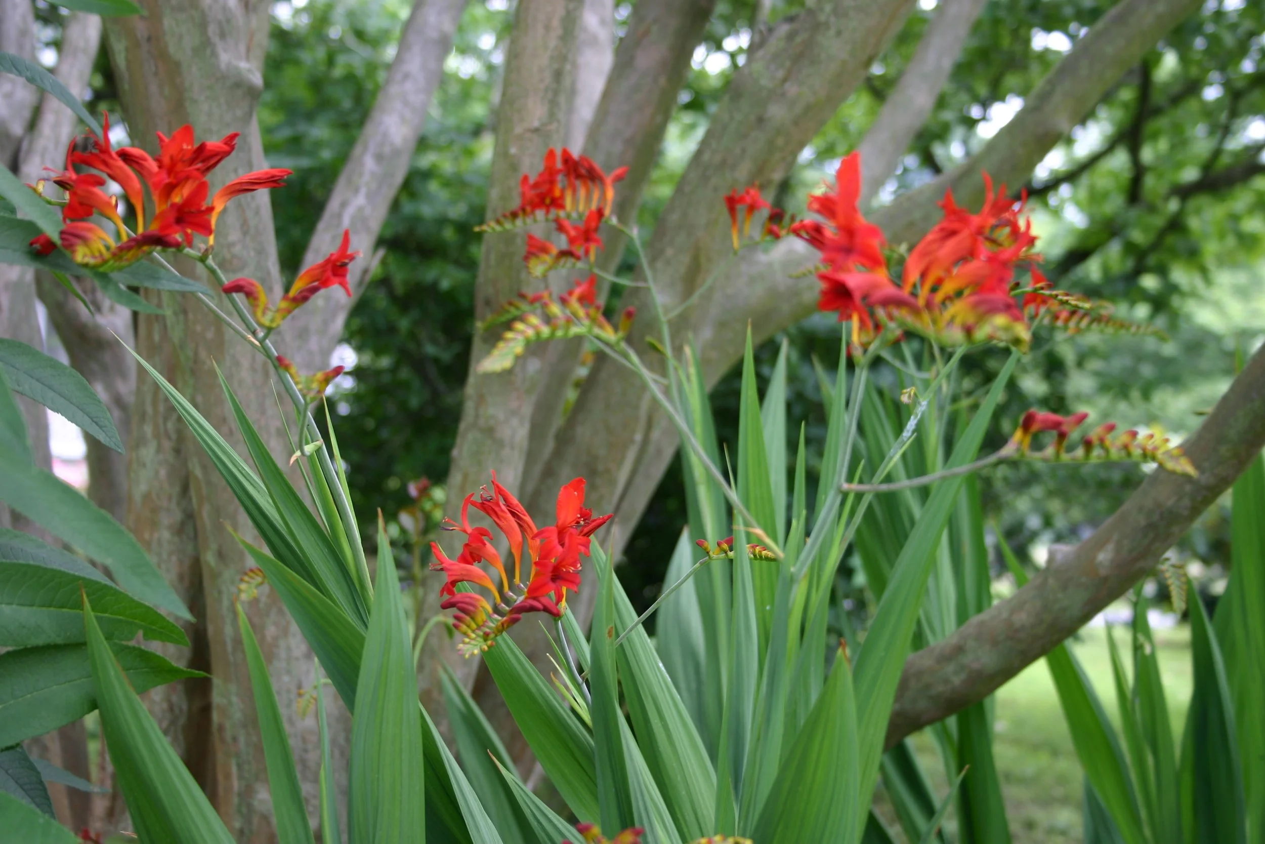 Crocosmia bulbs reproduce so quickly they require annual divison to maintain good flower count.