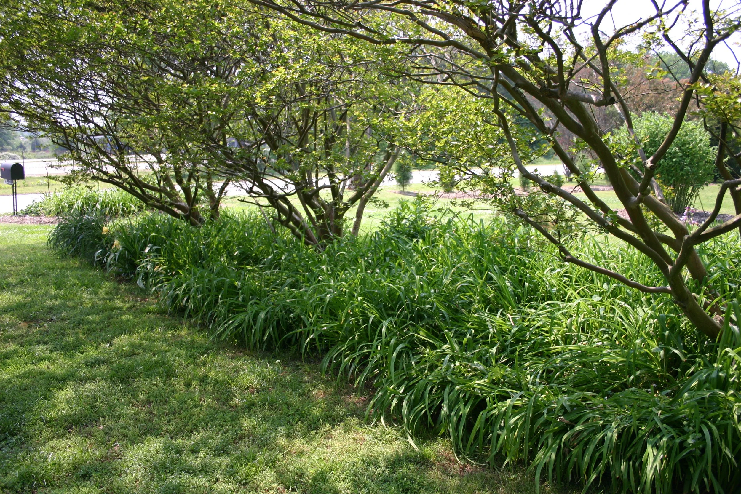 A mere ten Daylilies, planted into rich soil, became an entire hedge in two years.