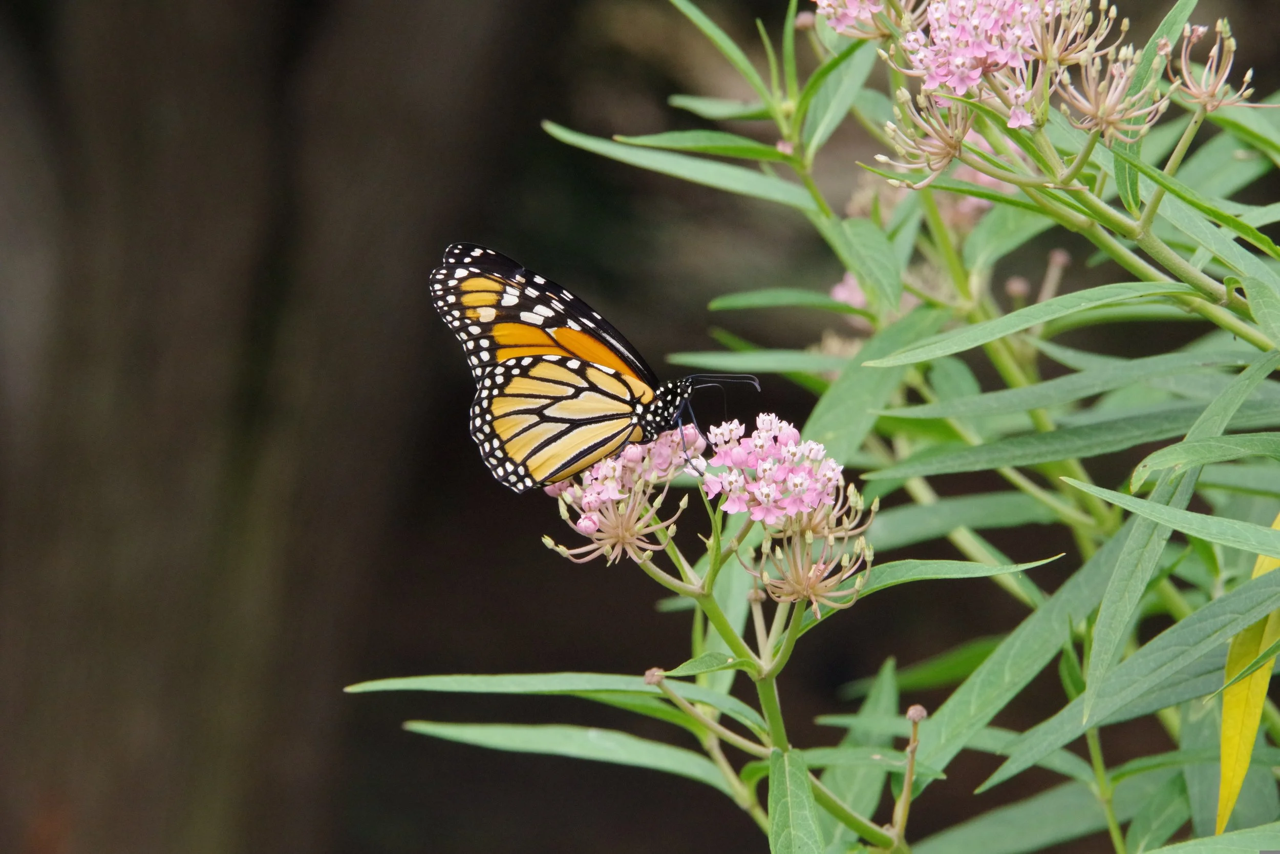 What’s Eating My Milkweed? Aphids, Milkweed Bugs, and Caterpillars.
