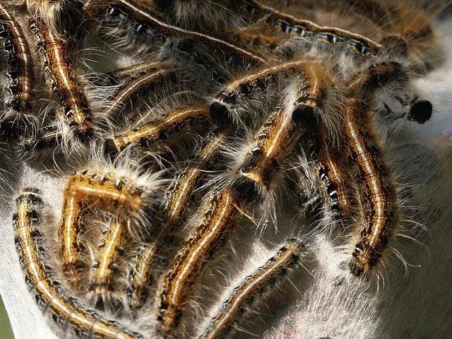Fall Webworms: Are Those Giant Webs Killing Your Trees?