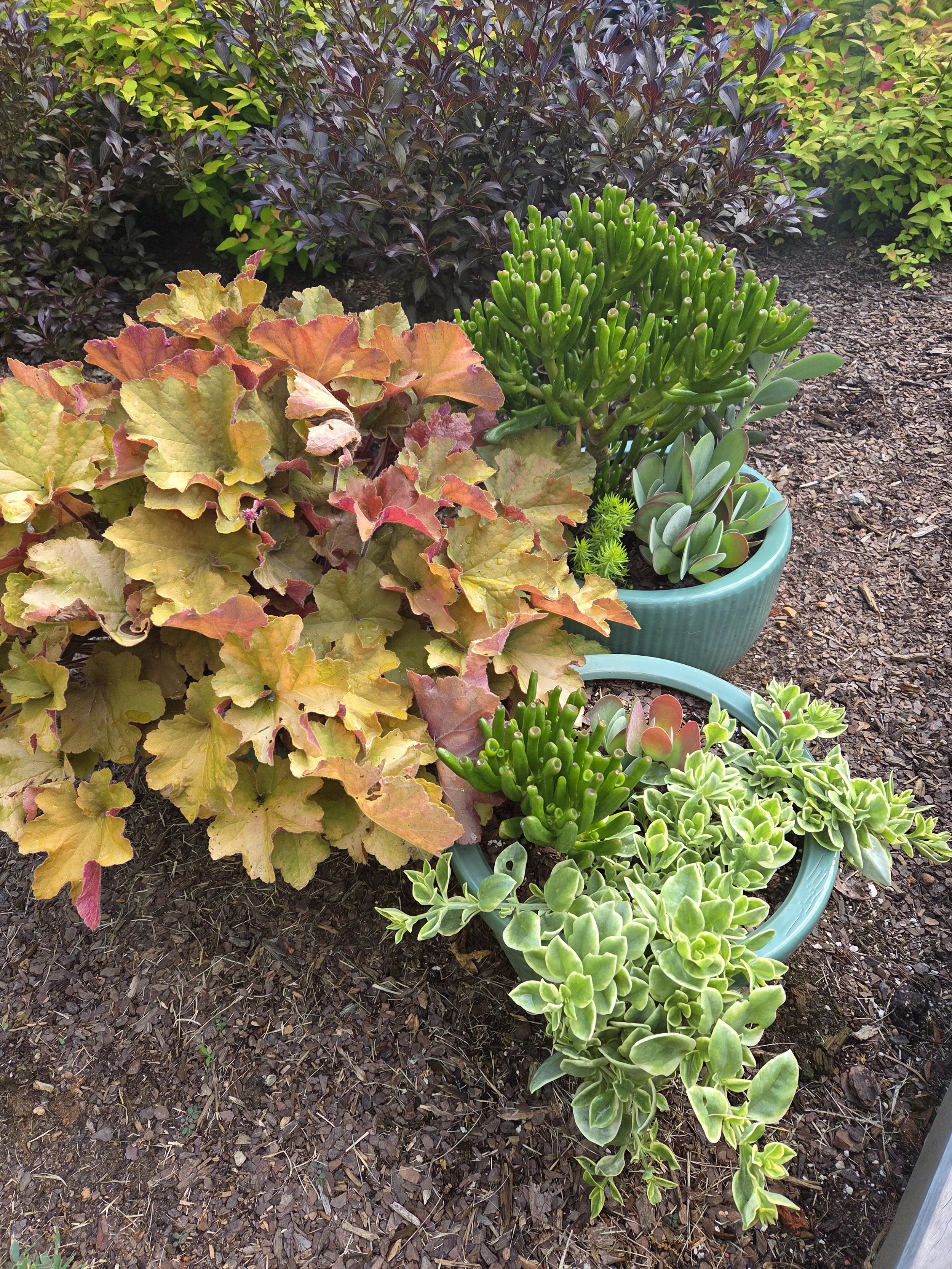 Two containers with assorted succulents of different leaf forms next to a 3rd container with peach-colored Heuchera