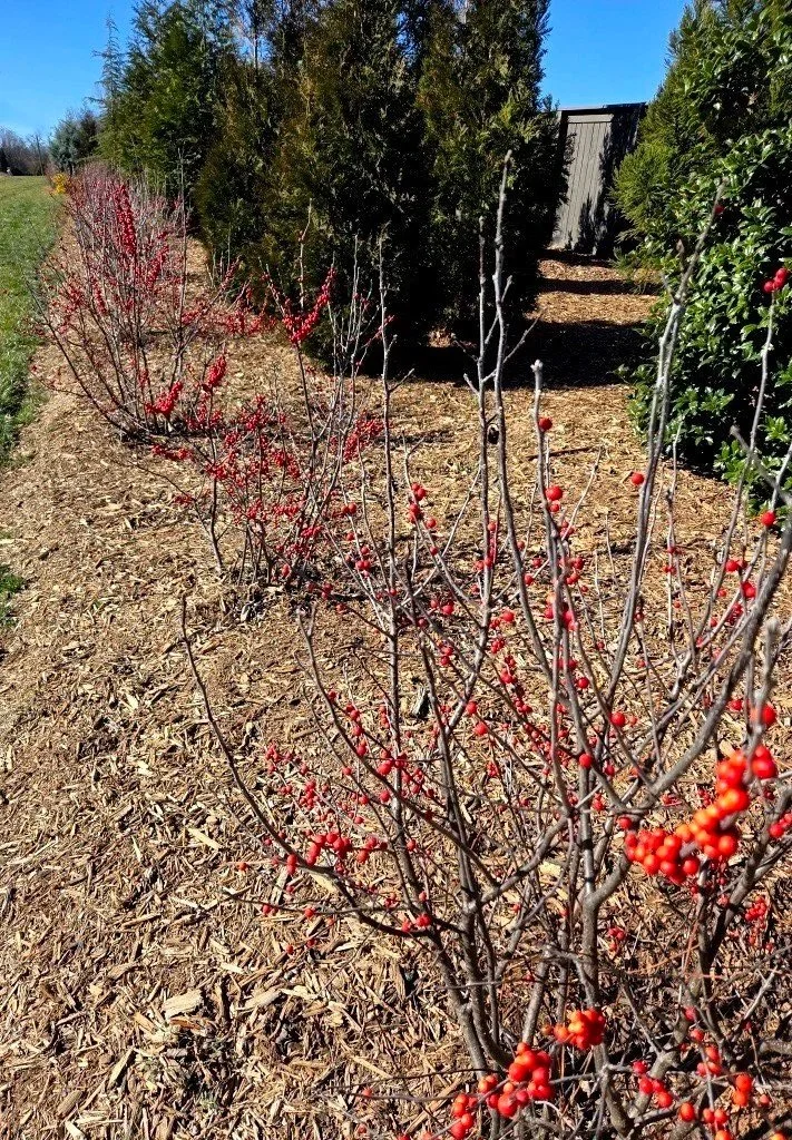 Leafless shrubs with red berries seen against green conifers