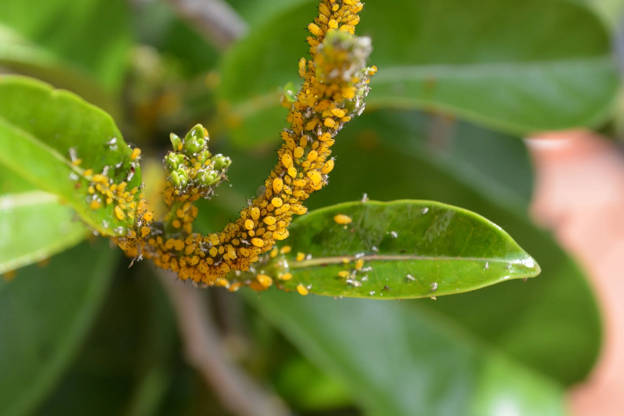 Orange insects clustered along stem