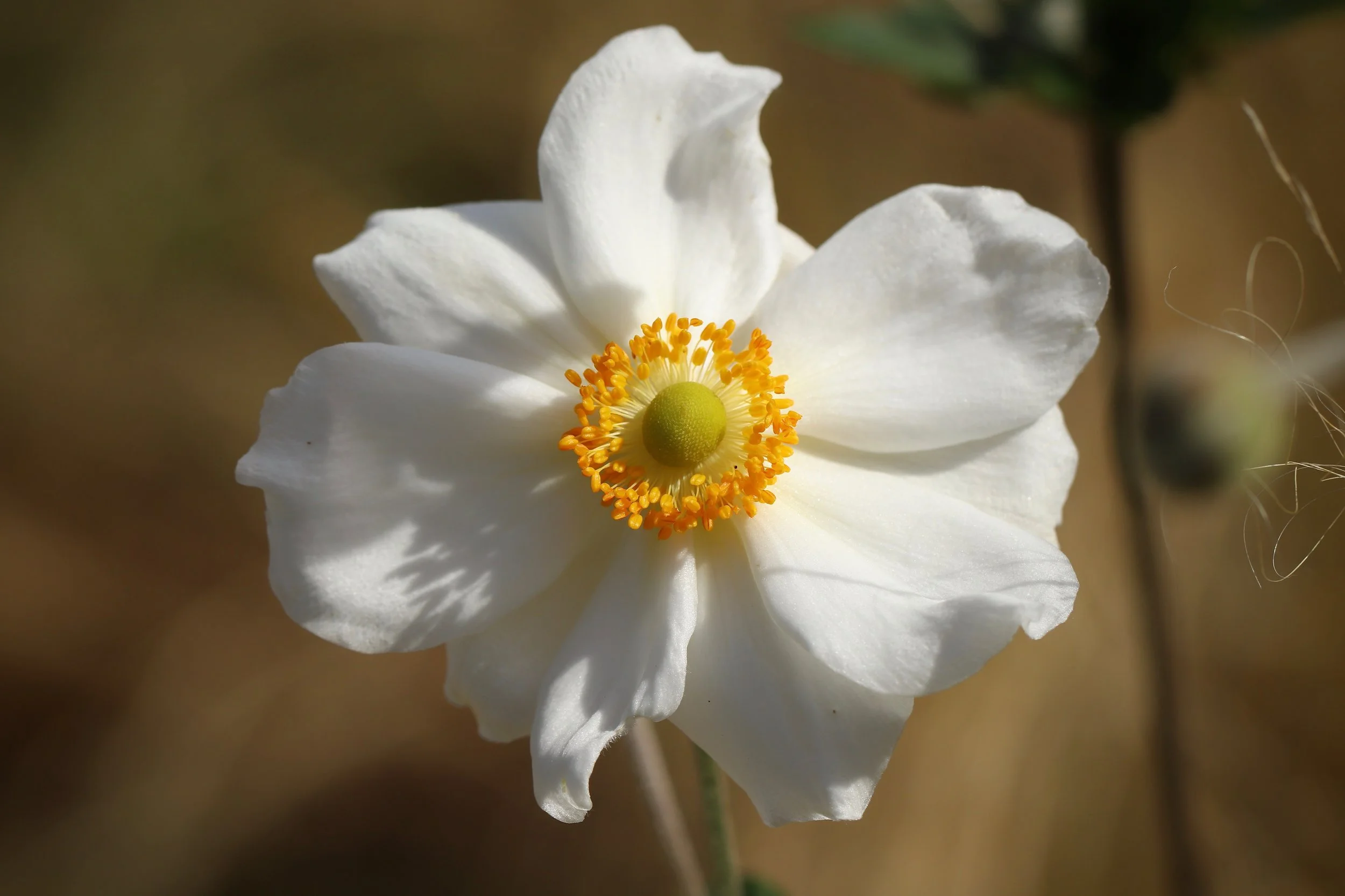 White flower with yellow stamens and green button centre