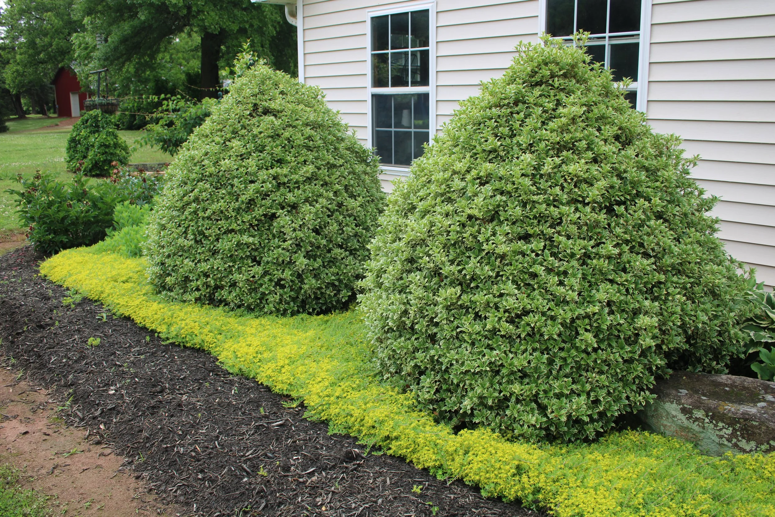 Conical variegated shrubs surrounded by low-growing groundcover