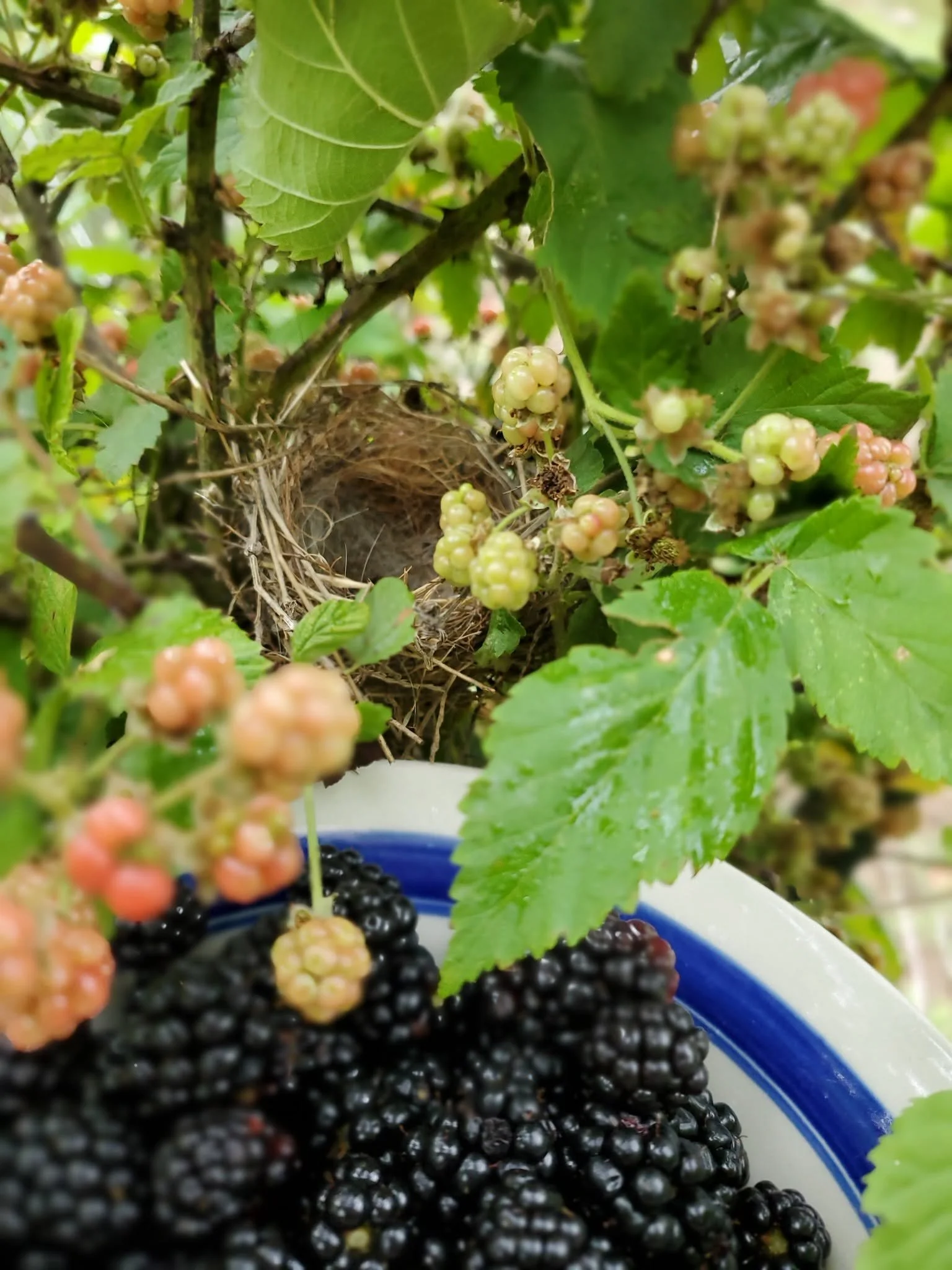 Birds next located withing shrub
