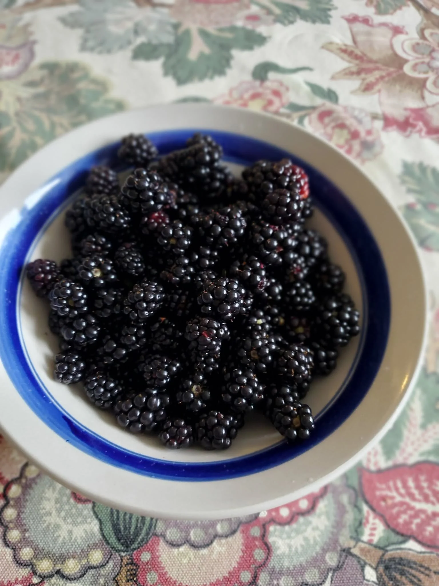 While bowl with blue border filled with blackberries