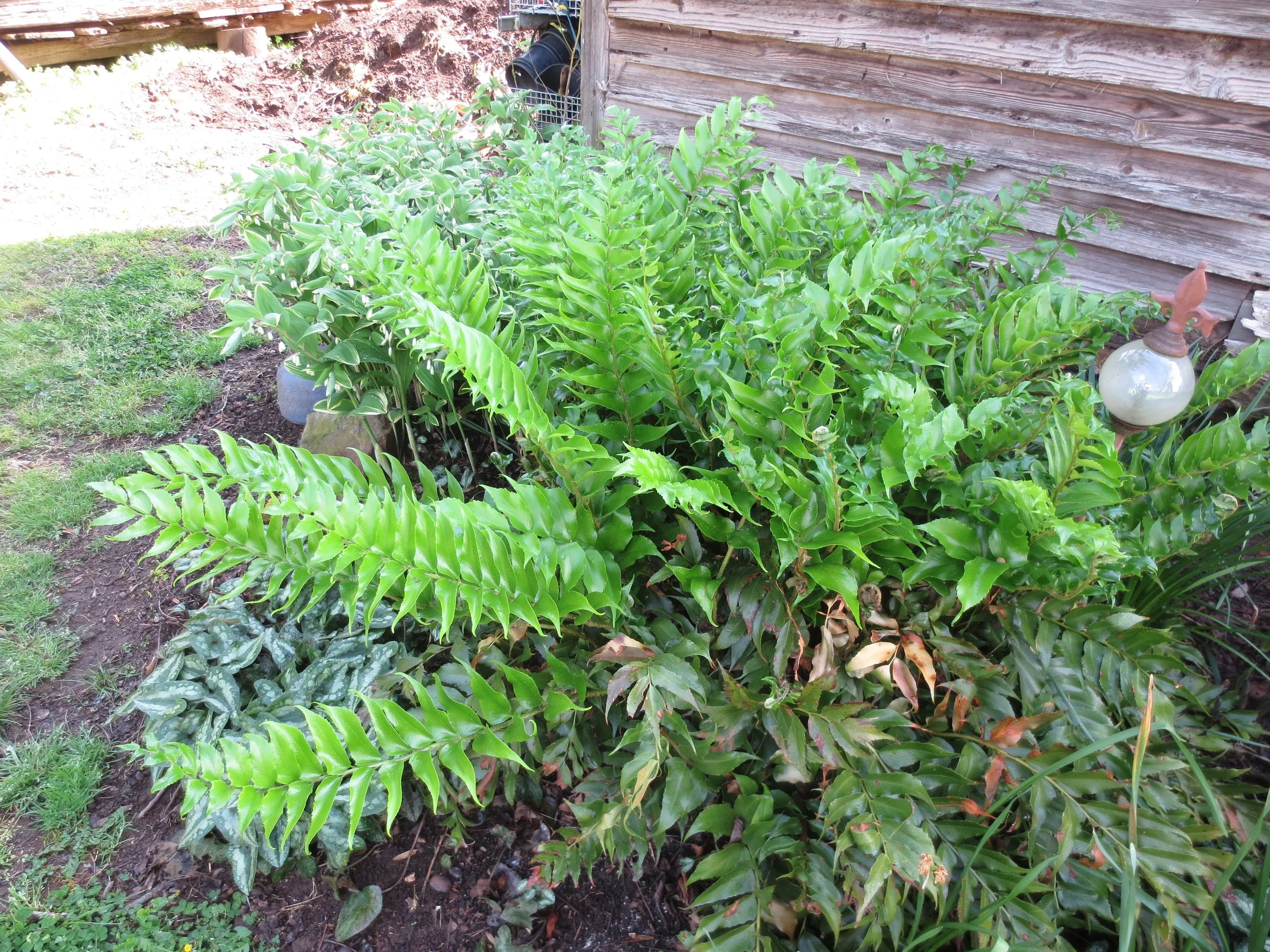 Bright green fern fronds