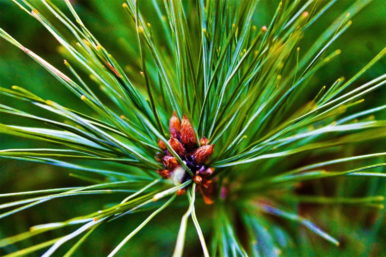 green needled tree branch tip showing growth buds