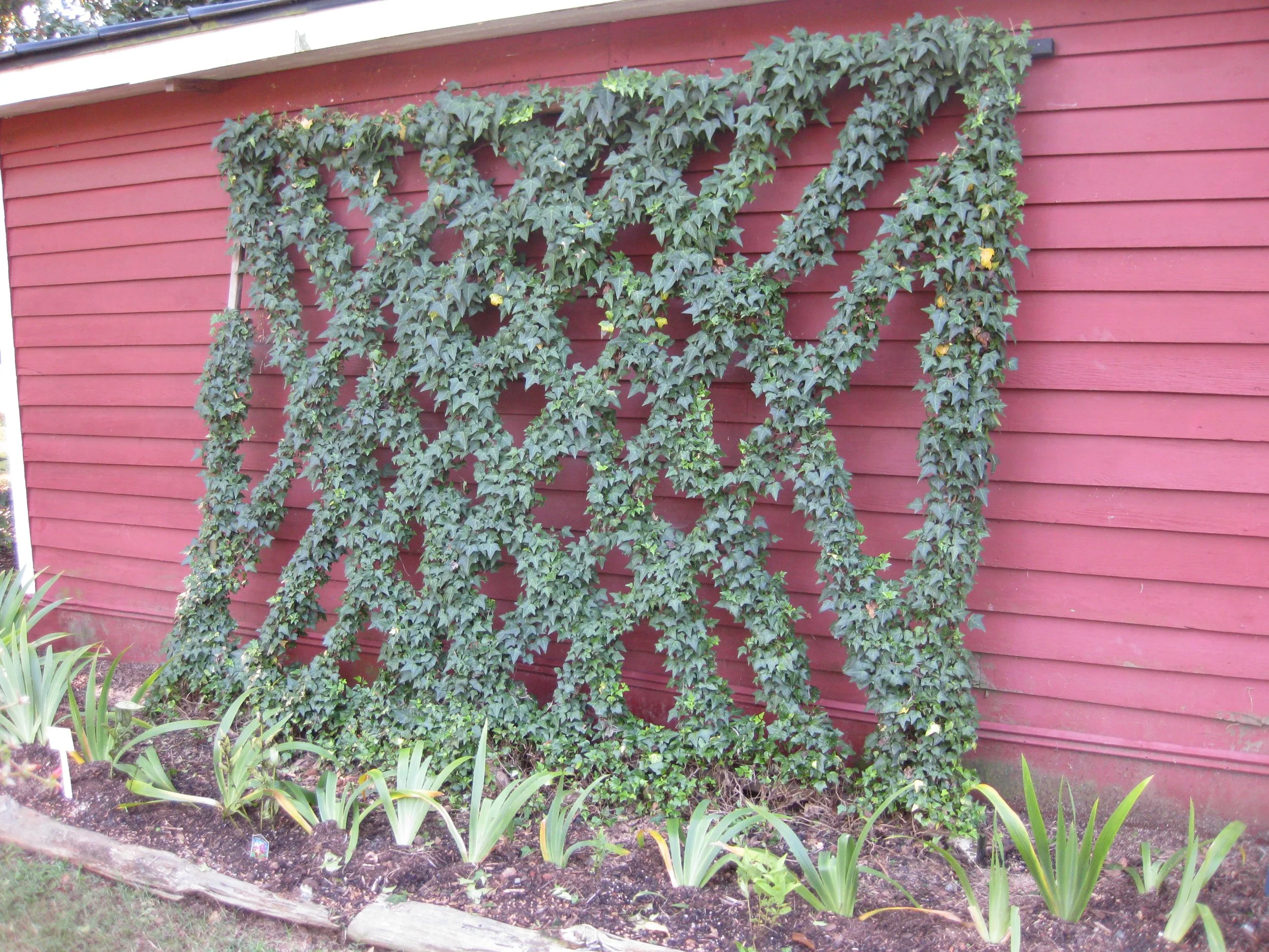 Vine grown on trellis against red wood building