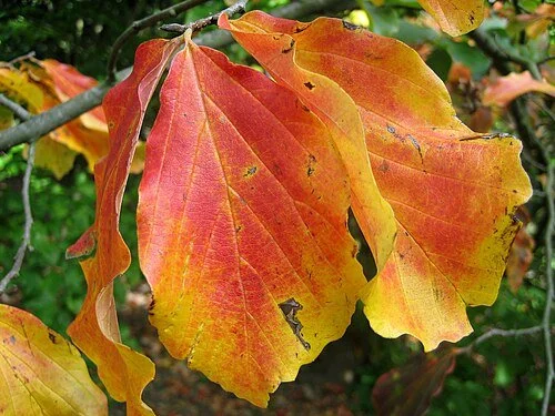 Discover Chinese Ironwood: A Small Tree with Spectacular Fall Color