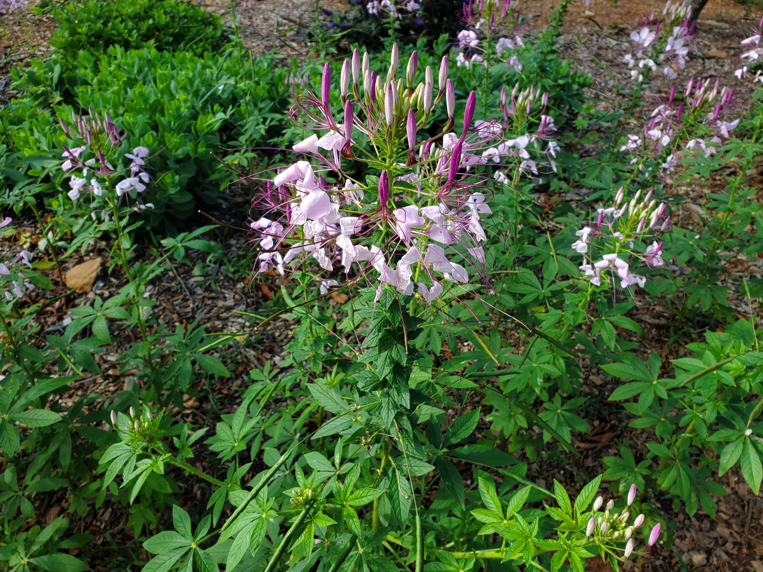 Image of Cleome tall annual flower