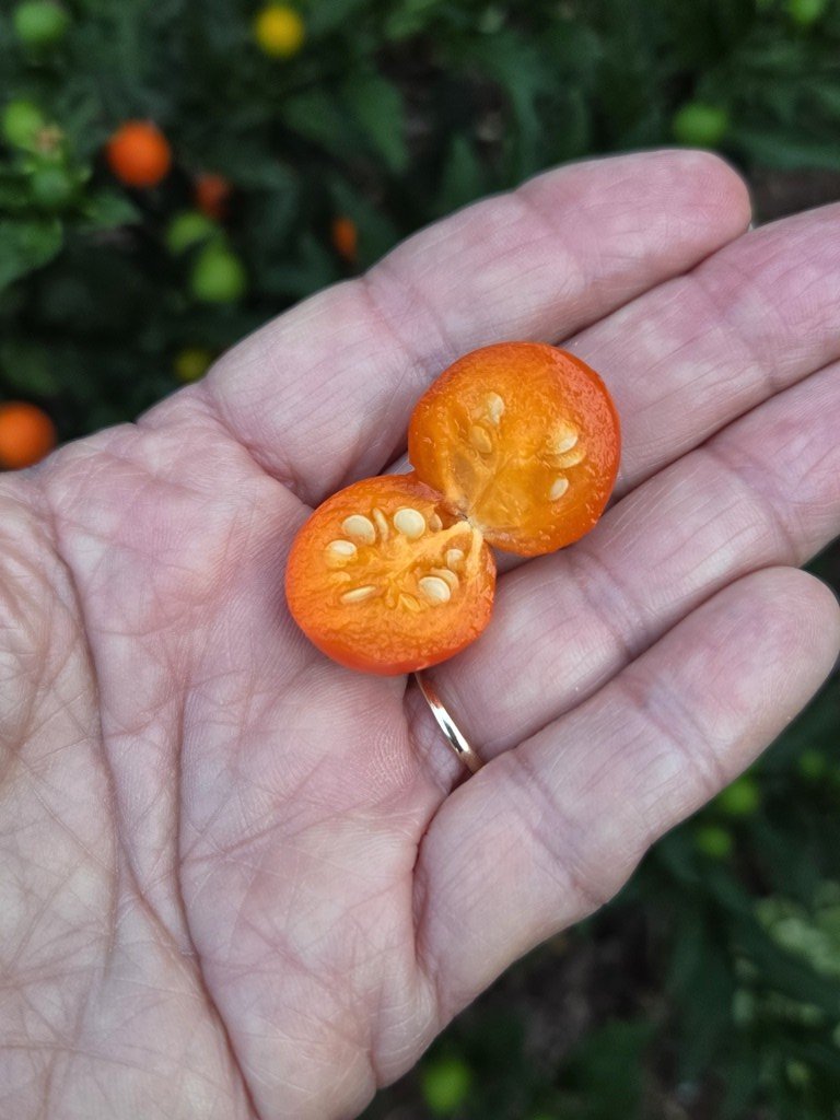 Hand holding two orange fruits with seeds