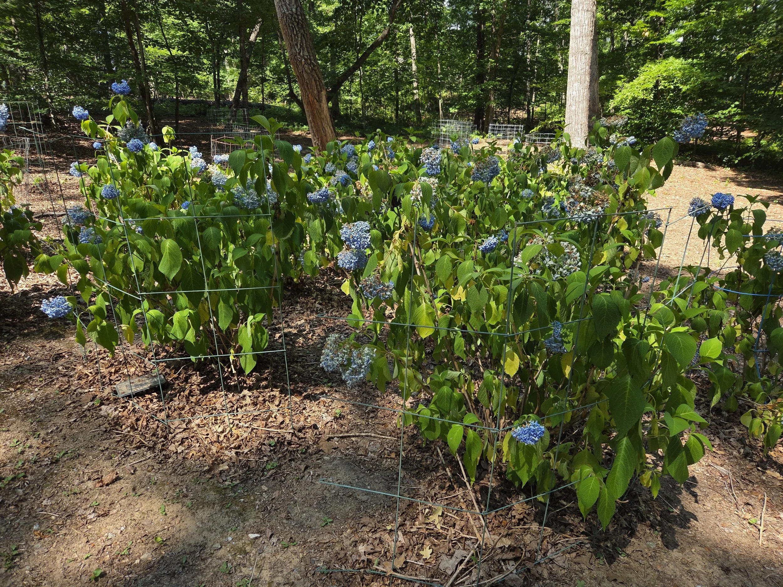 Group of green shrubs with blue flowers and wilted leaves