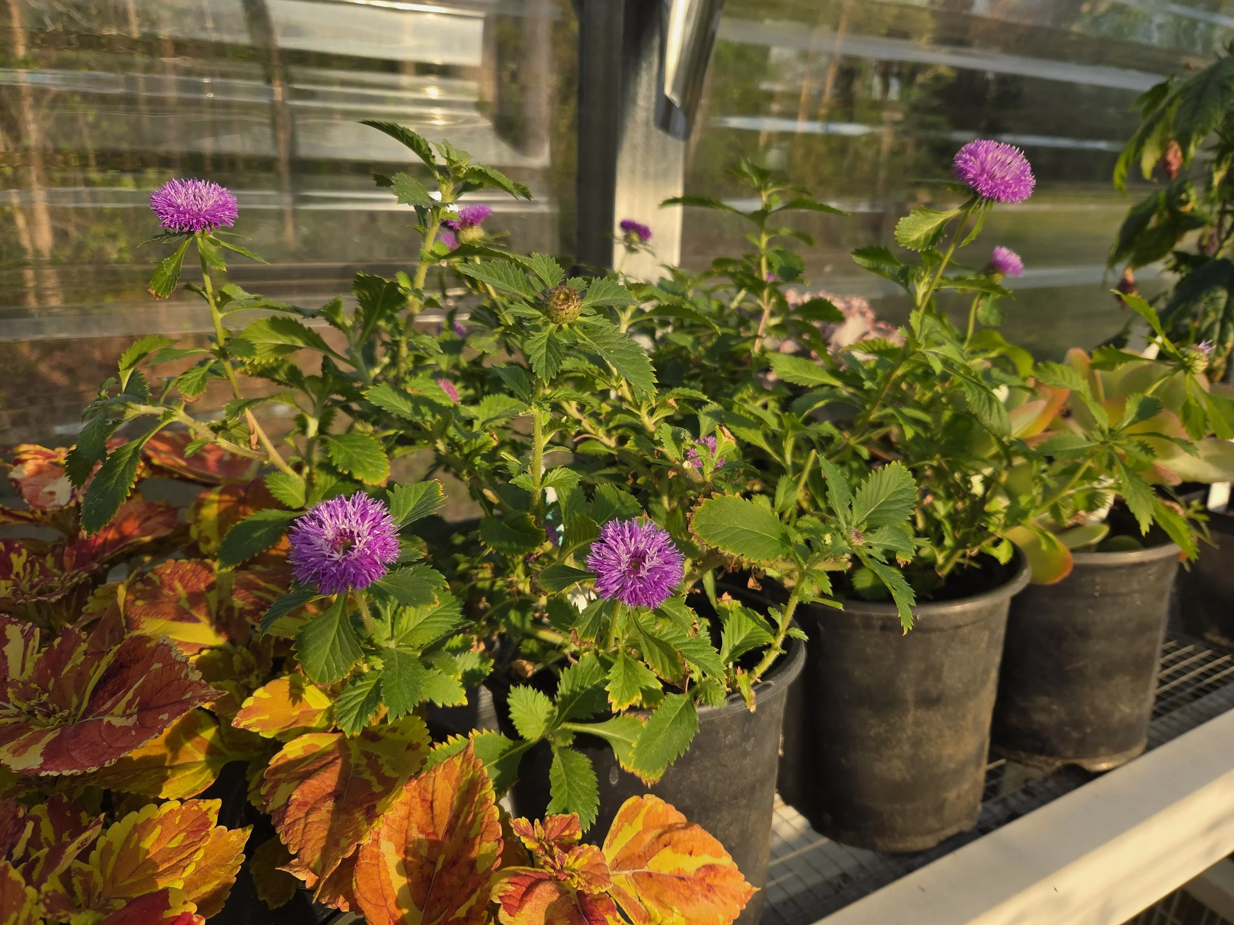 Lavender flower on plants in black pots