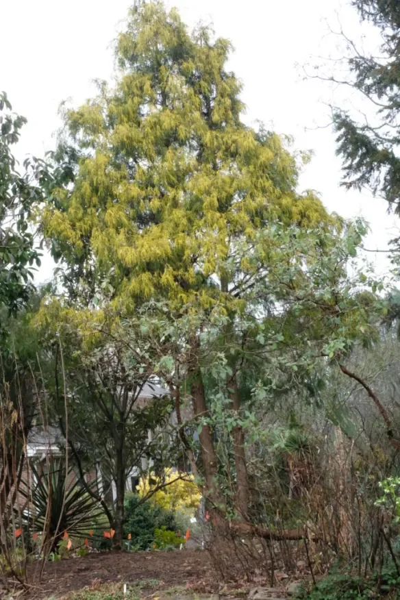 Conifer tree with yellow foliage