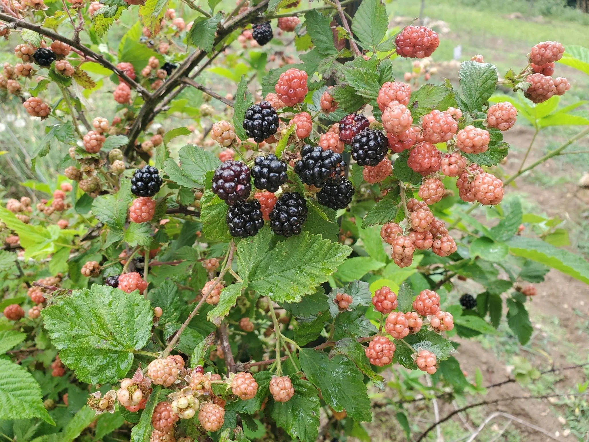 Red and black berries on thorny stems